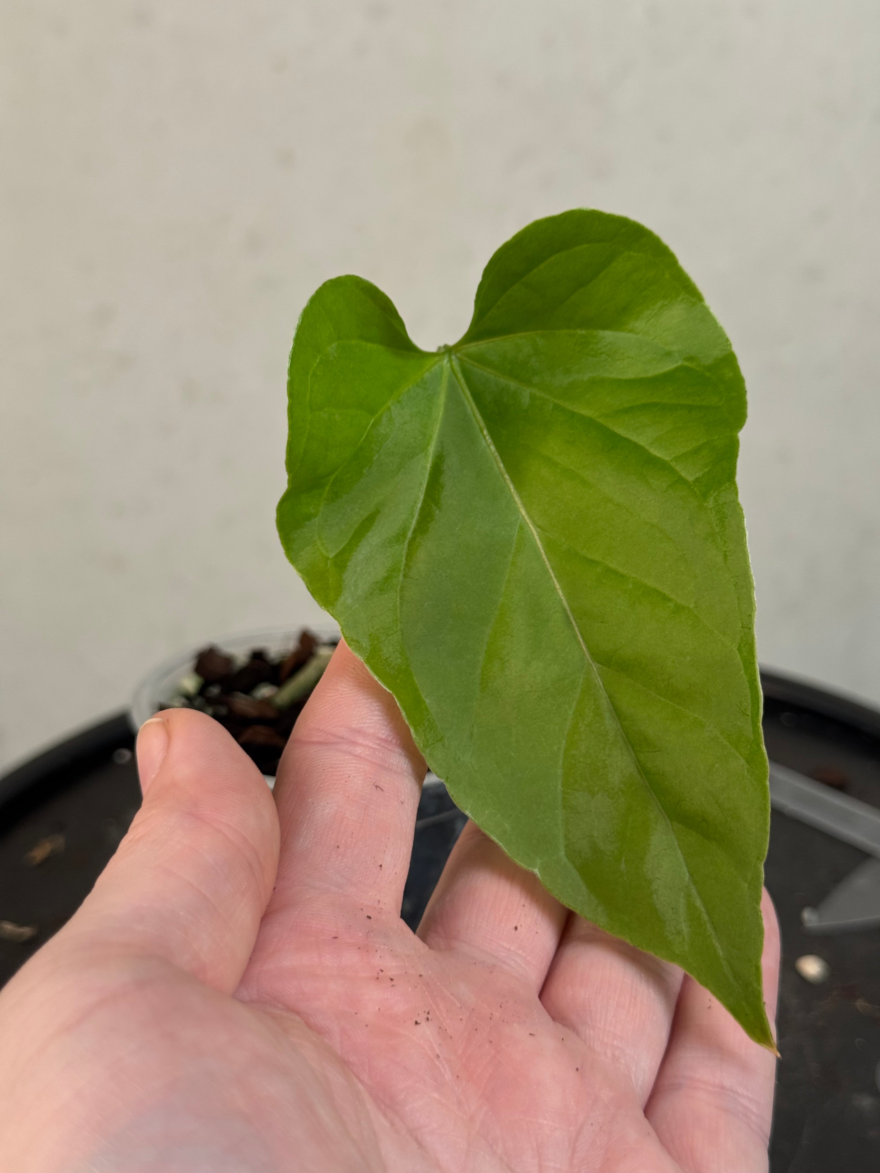 Anthurium Bullatus x