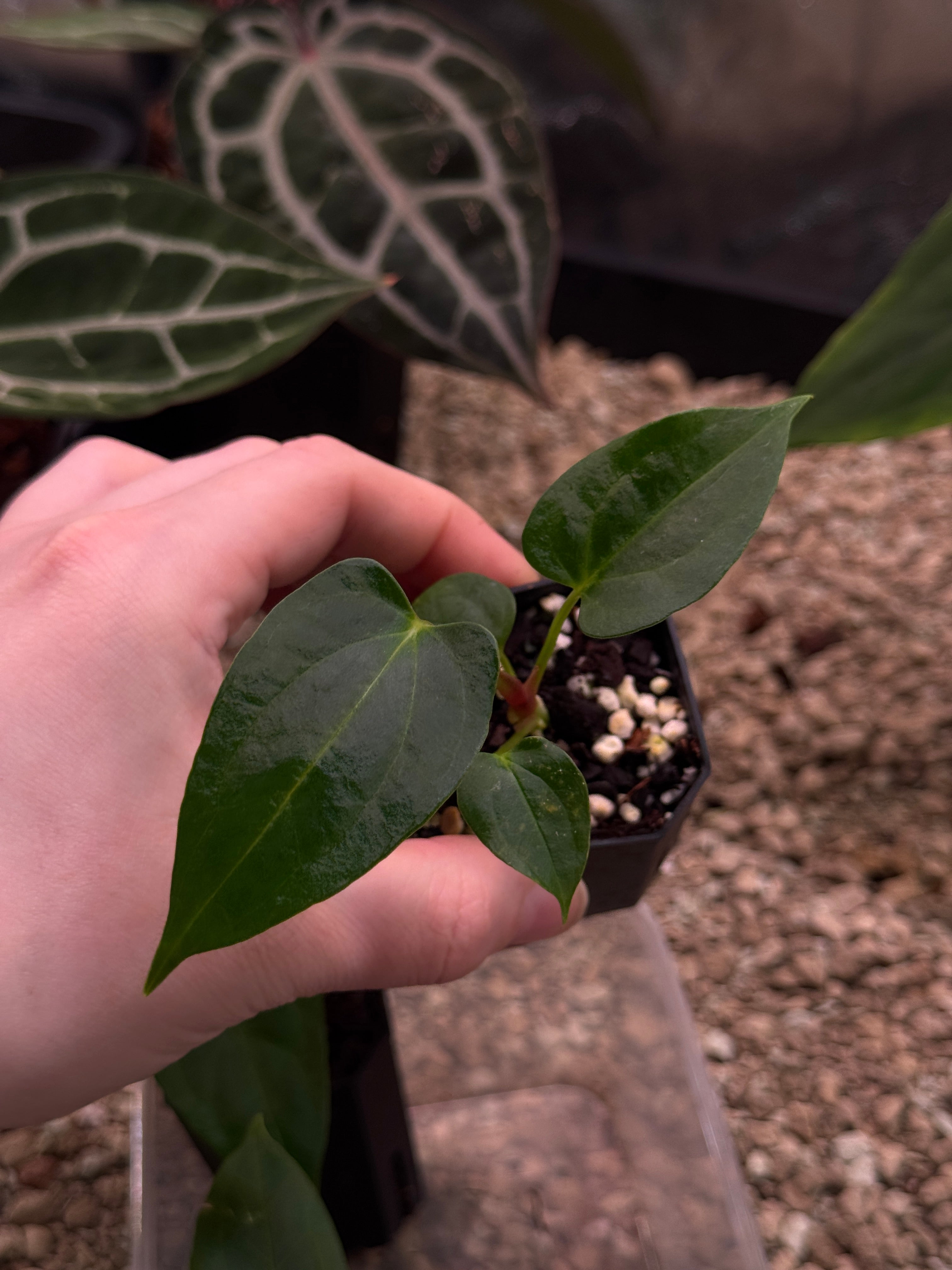Anthurium Fort Sherman S1 x (Ralph Lynam x Fort Sherman) Flat Sinus - SMUKHI
