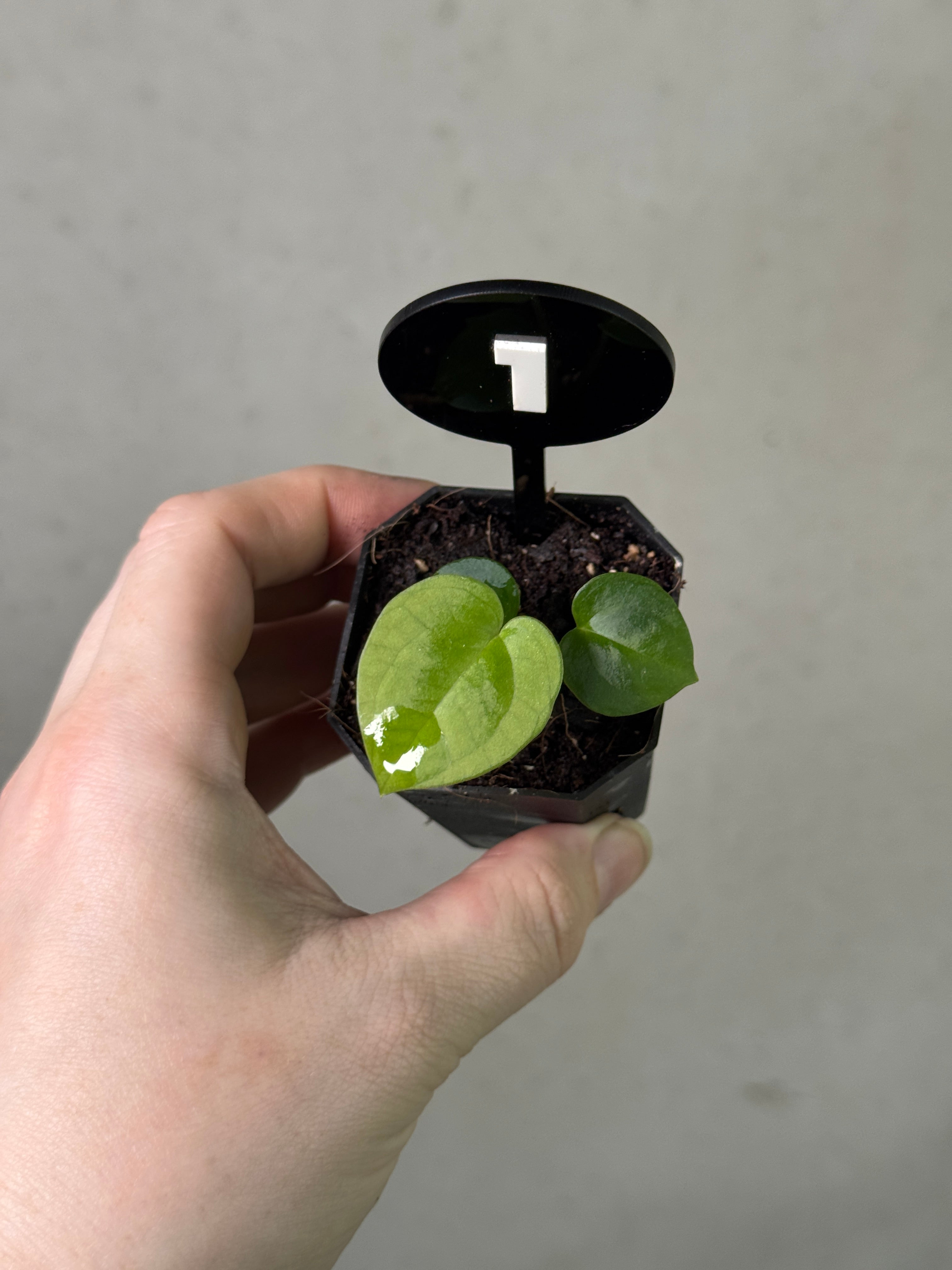 Anthurium Michelle x Red Vein Dark Phoenix