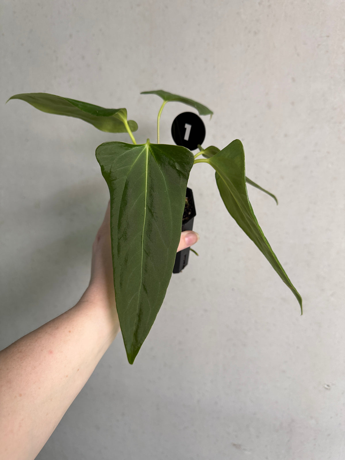 Anthurium plant with glossy green leaves and vibrant red flowers, from SMUKHI's Anthurium (Papillilaminum 'Marie' x 'IL') x Indo Portillae collection.