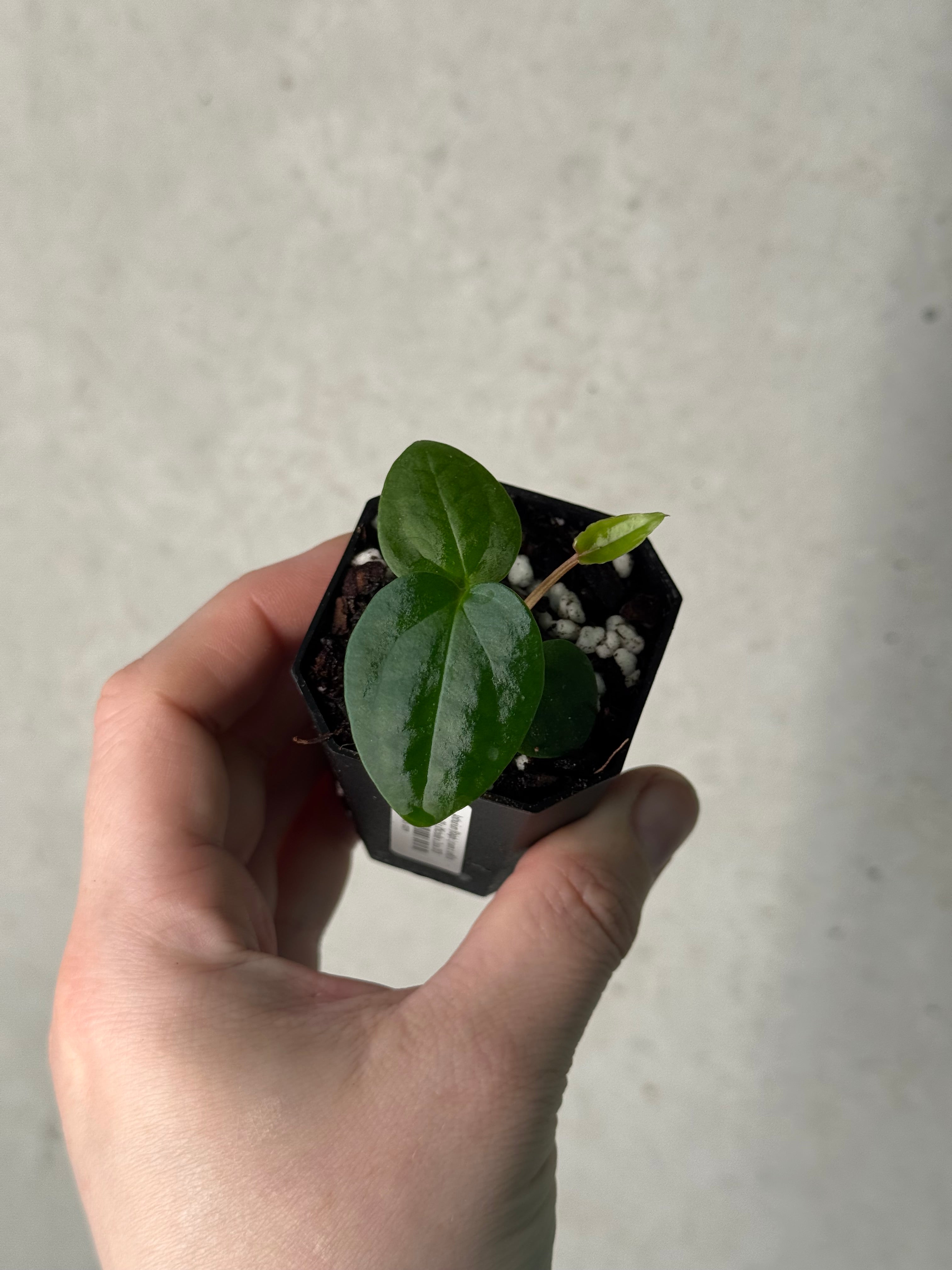 Anthurium (Ralph Lynam x self) x (Zara 29 x (Michelle x Zara 28))