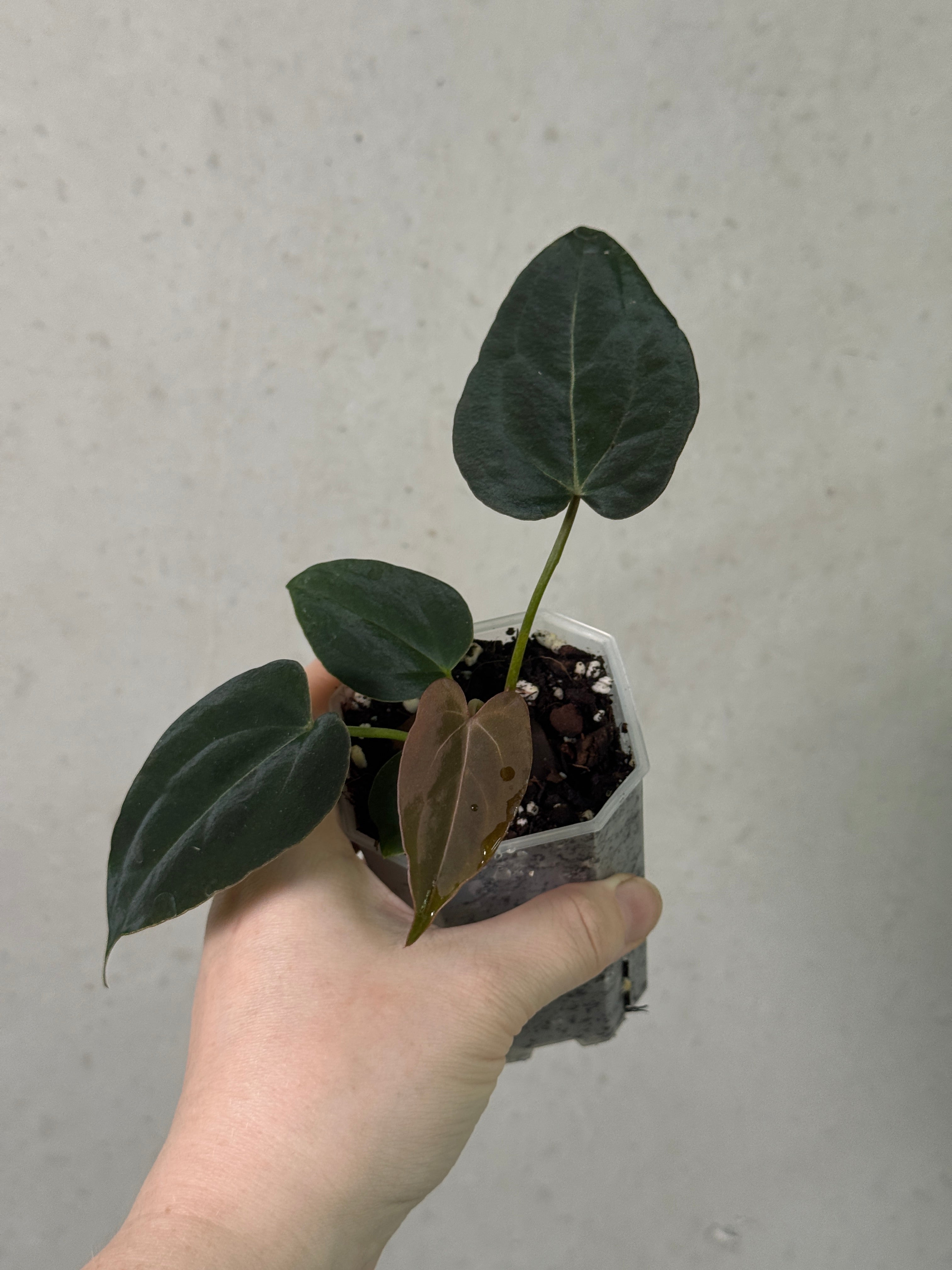 Crystallinaminum Anthurium hybrid plant with dark leaves and vibrant foliage, featuring unique variegation and lush green growth.