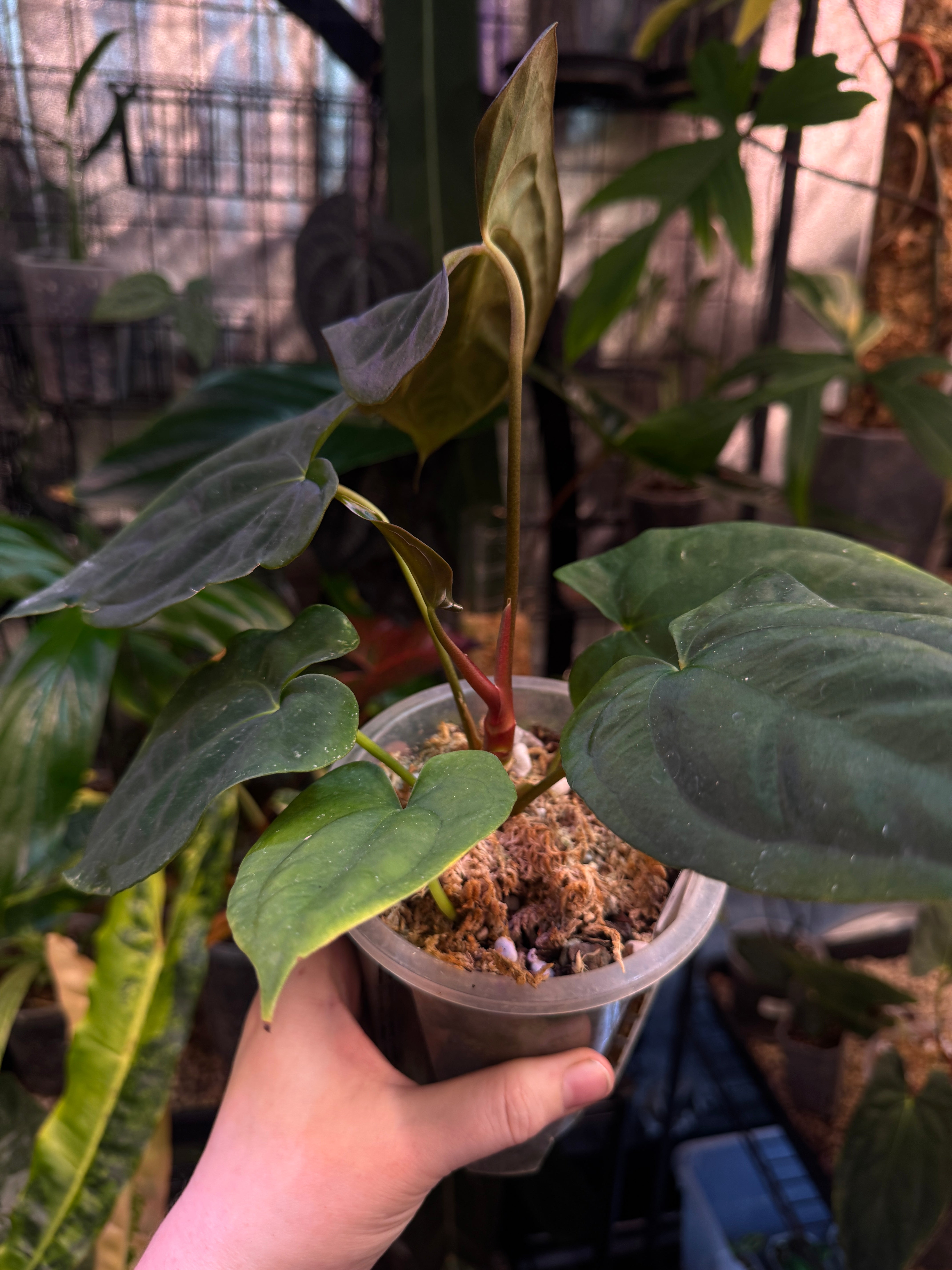 Anthurium FSxRL ‘Grim Reaper’ x Papillilaminum RA6