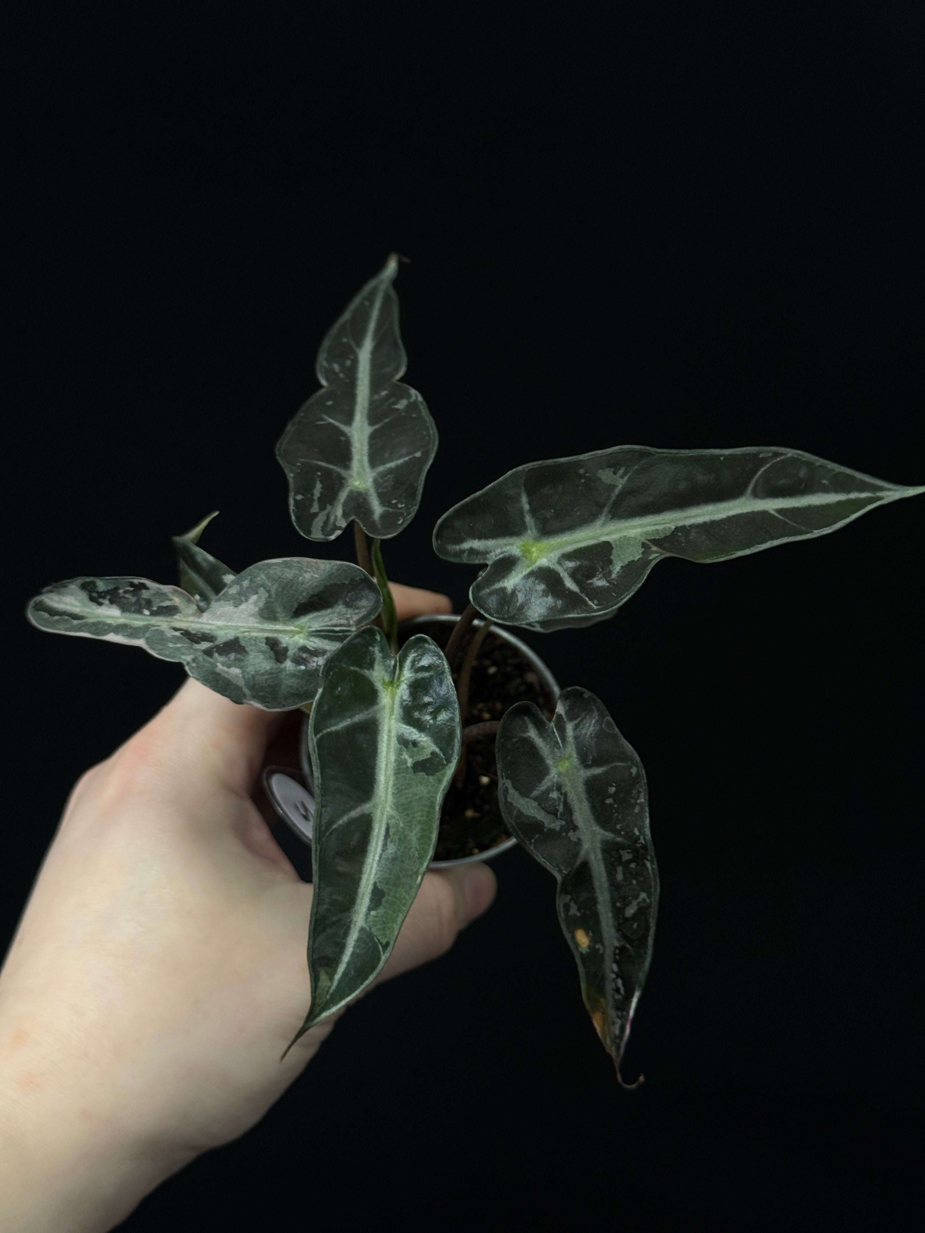 Alocasia Bambino Pink Variegata