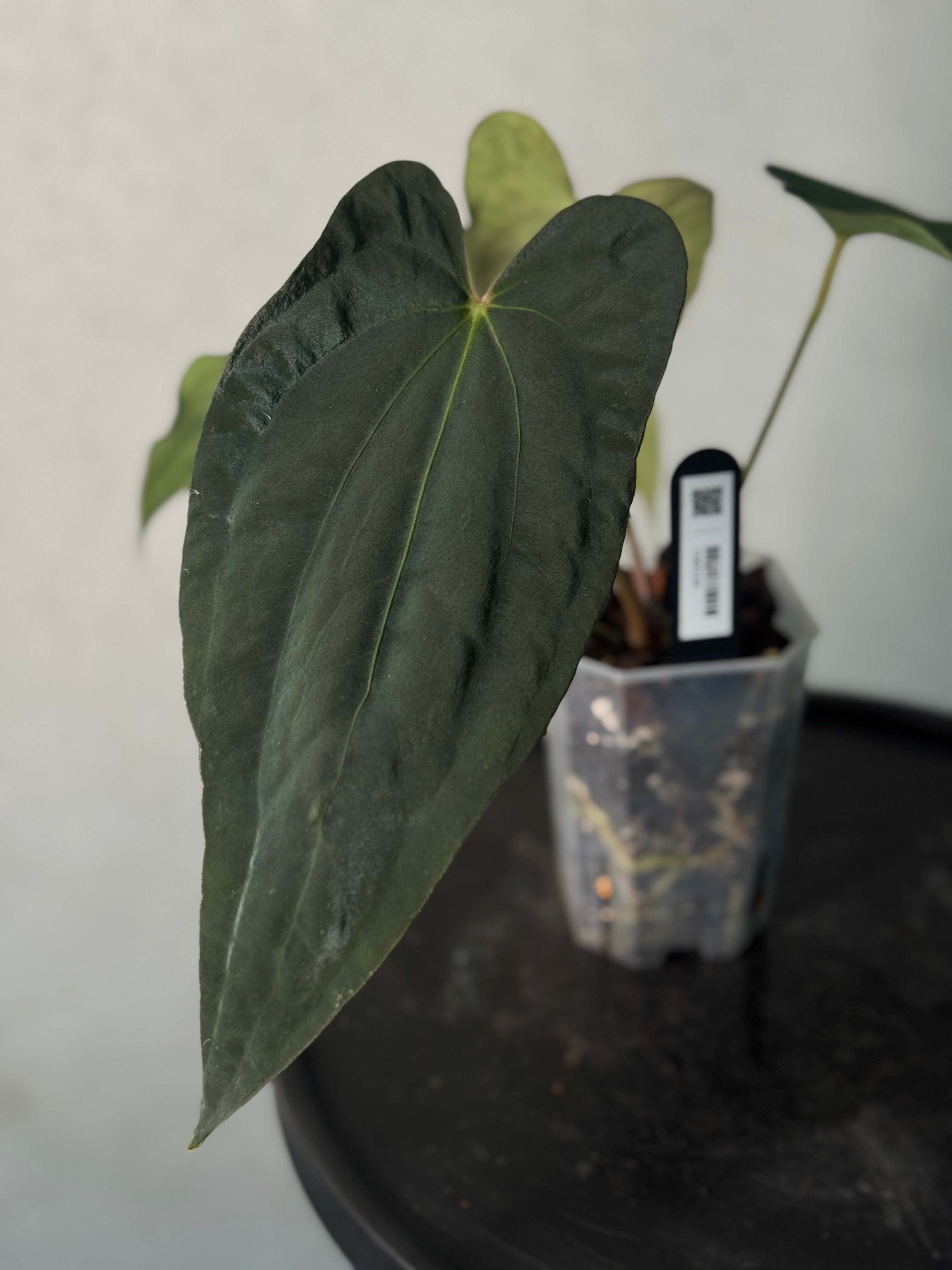 NFS: Anthurium sp. Nov DF x BVEP RA1