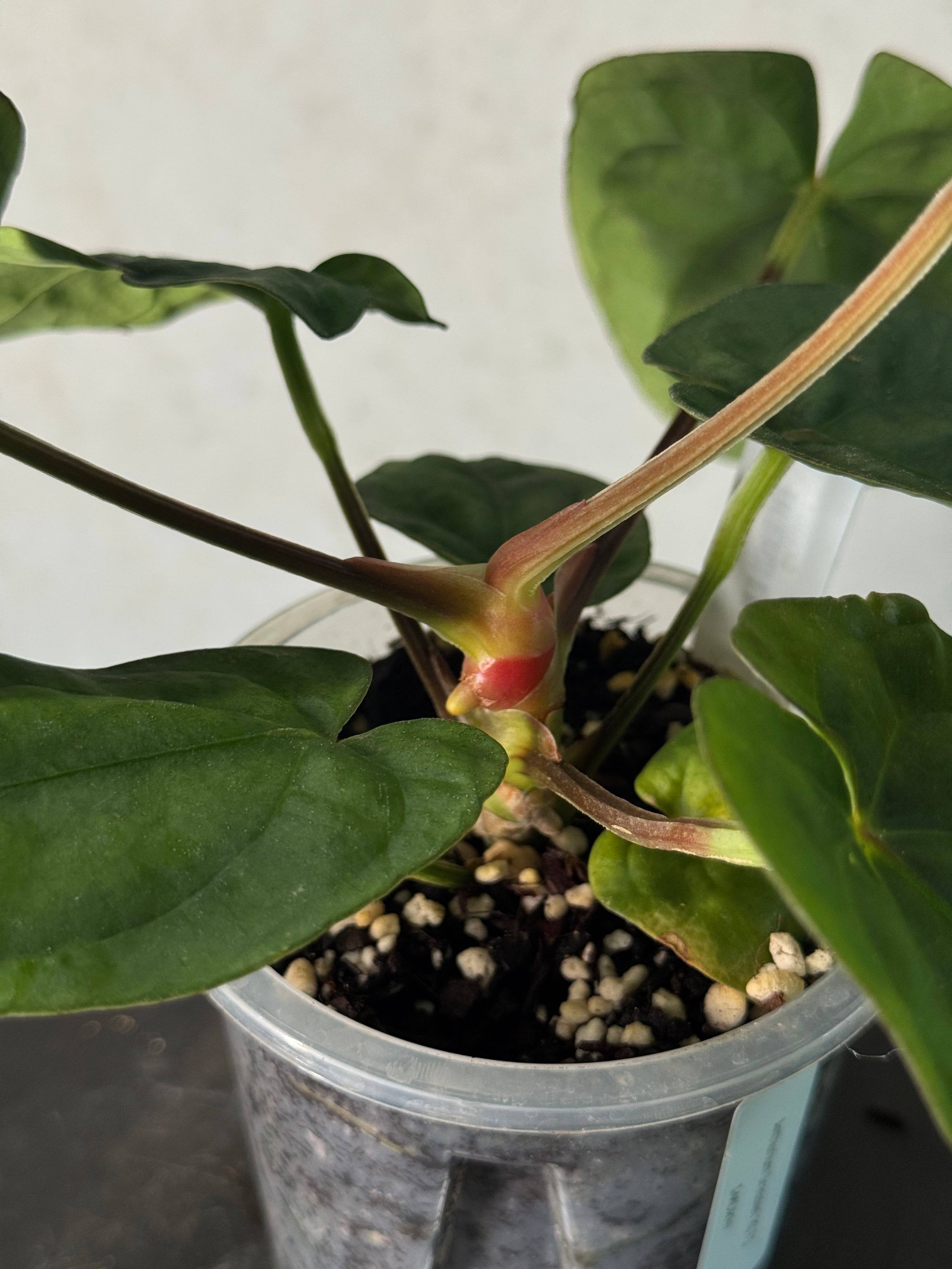 NFS: Anthurium Dressleri RG F3 - SMUKHI