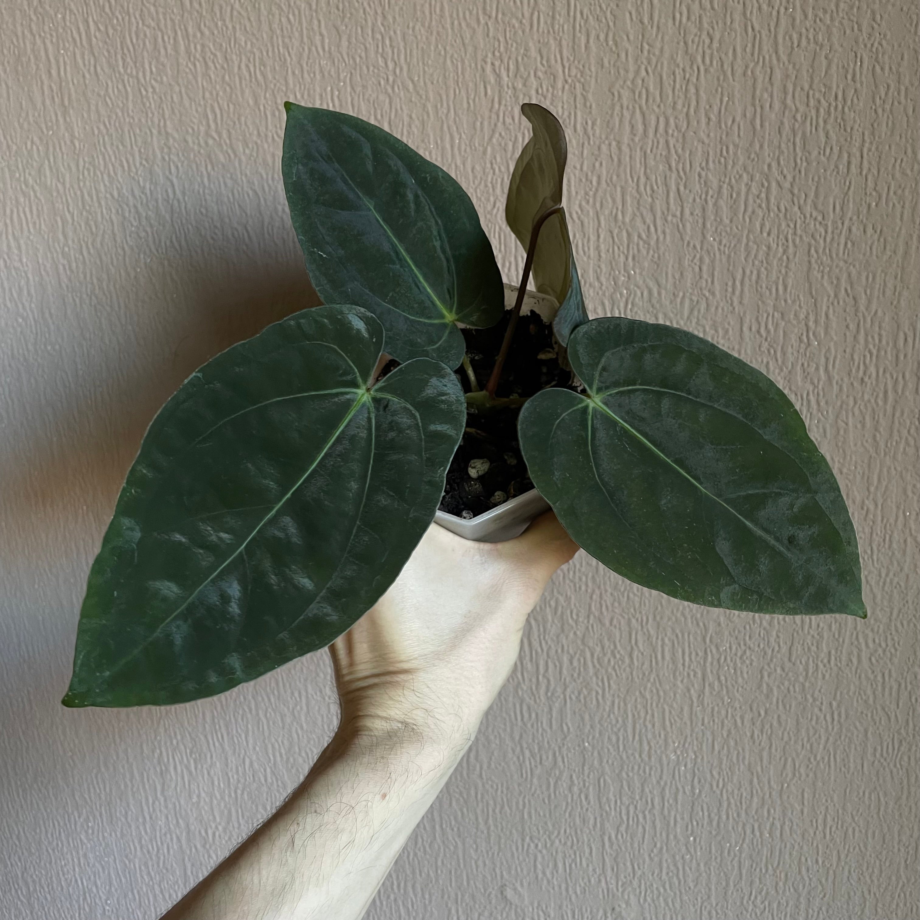 Anthurium - Various plants