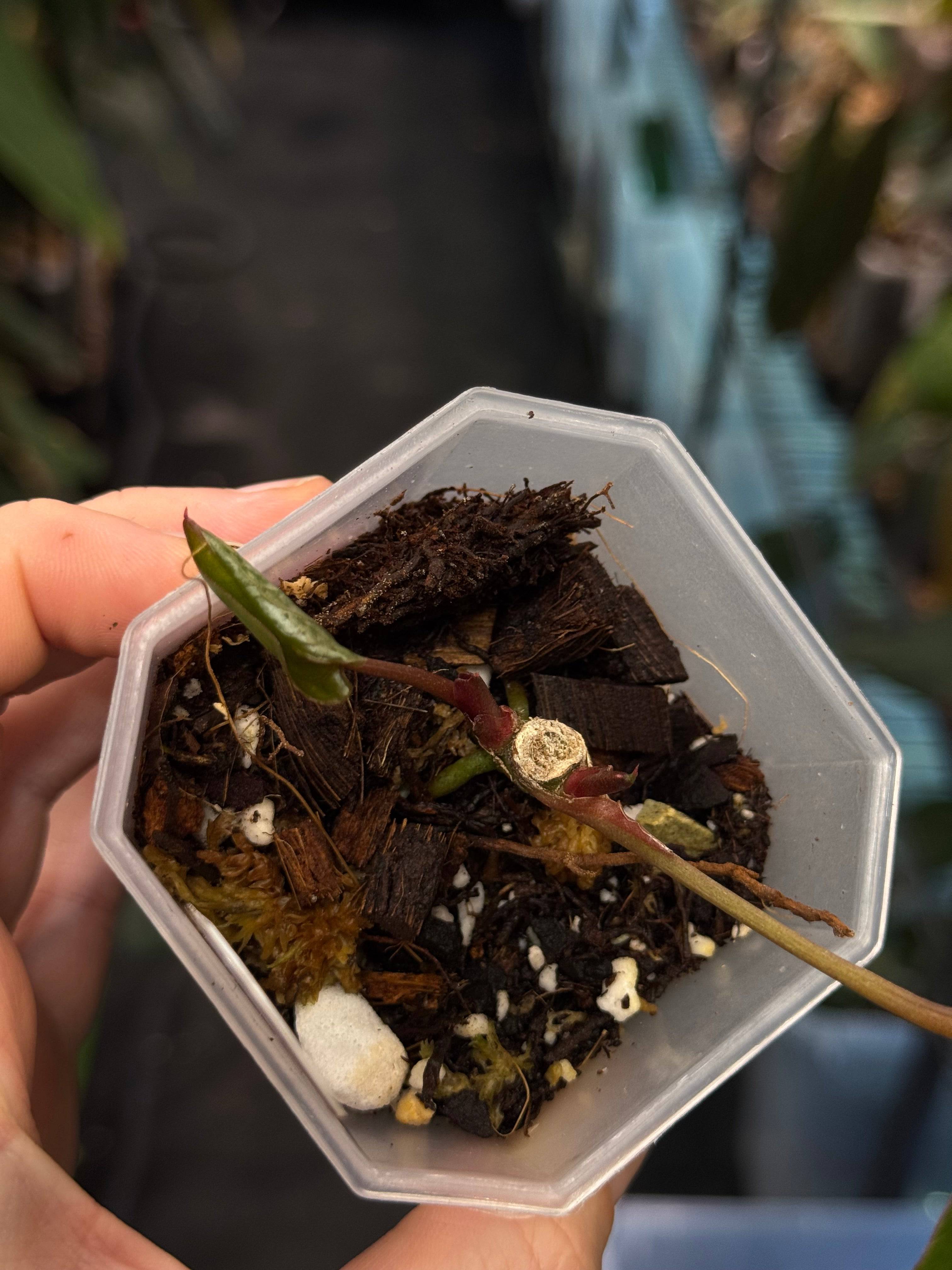 Anthurium ‘Blood Moon’ - SMUKHI