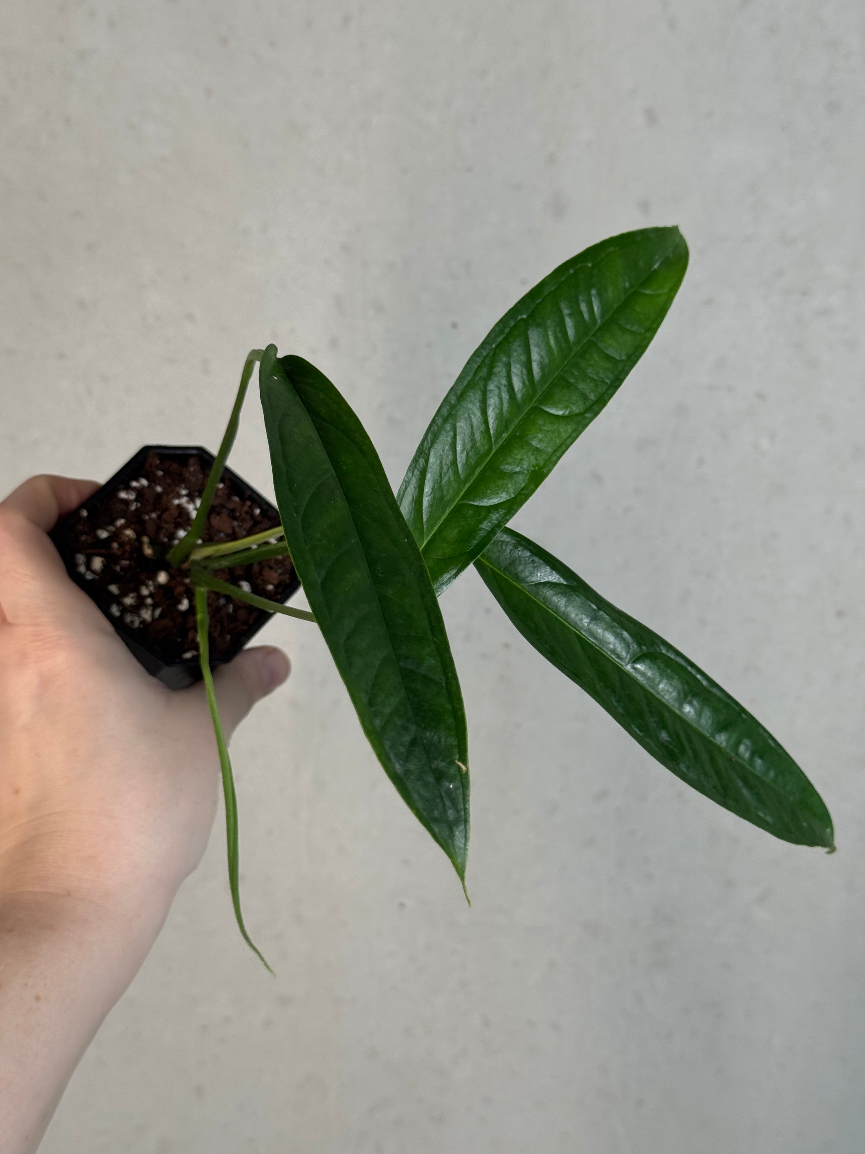 Monstera aff. Obliqua Yasuni