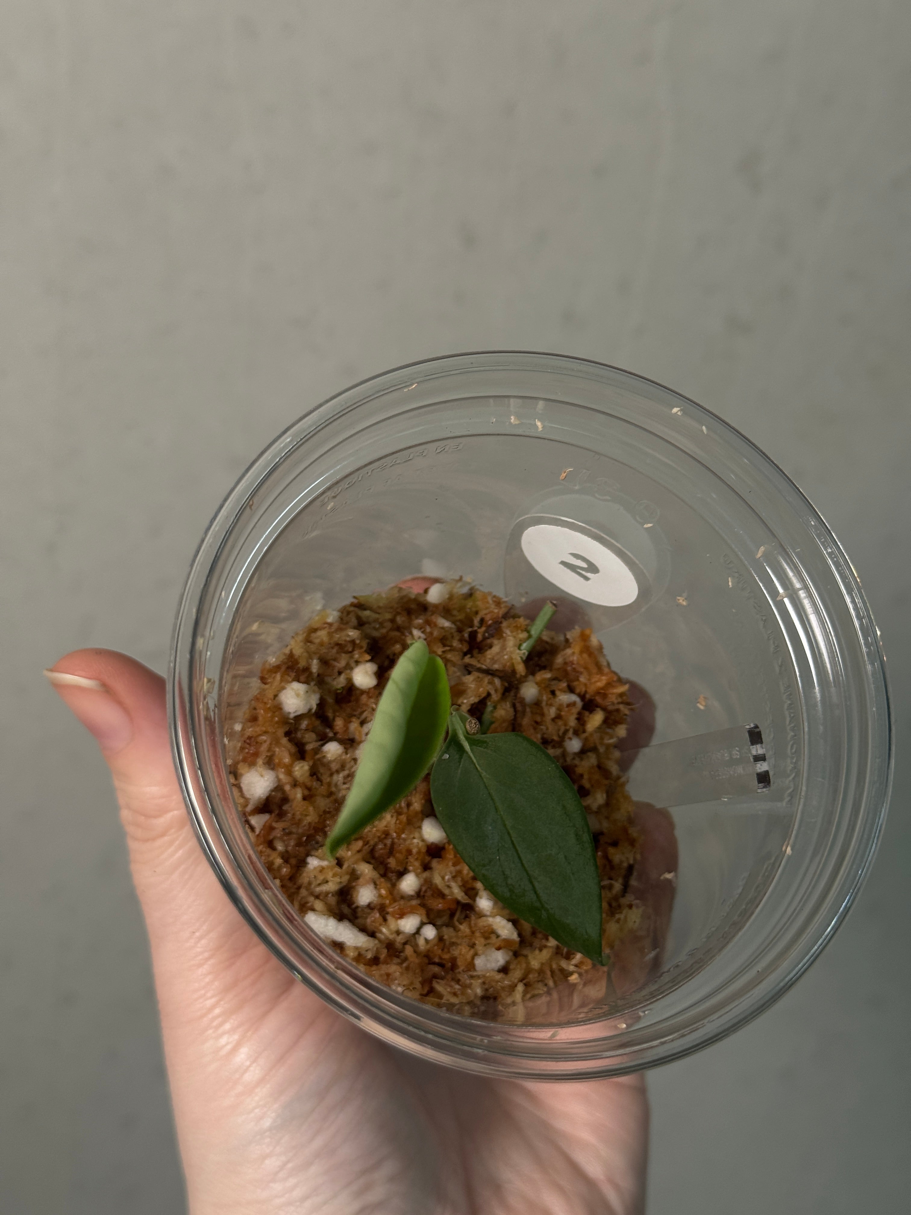 Monstera sp. 'Black Velvet' - Cutting - SMUKHI