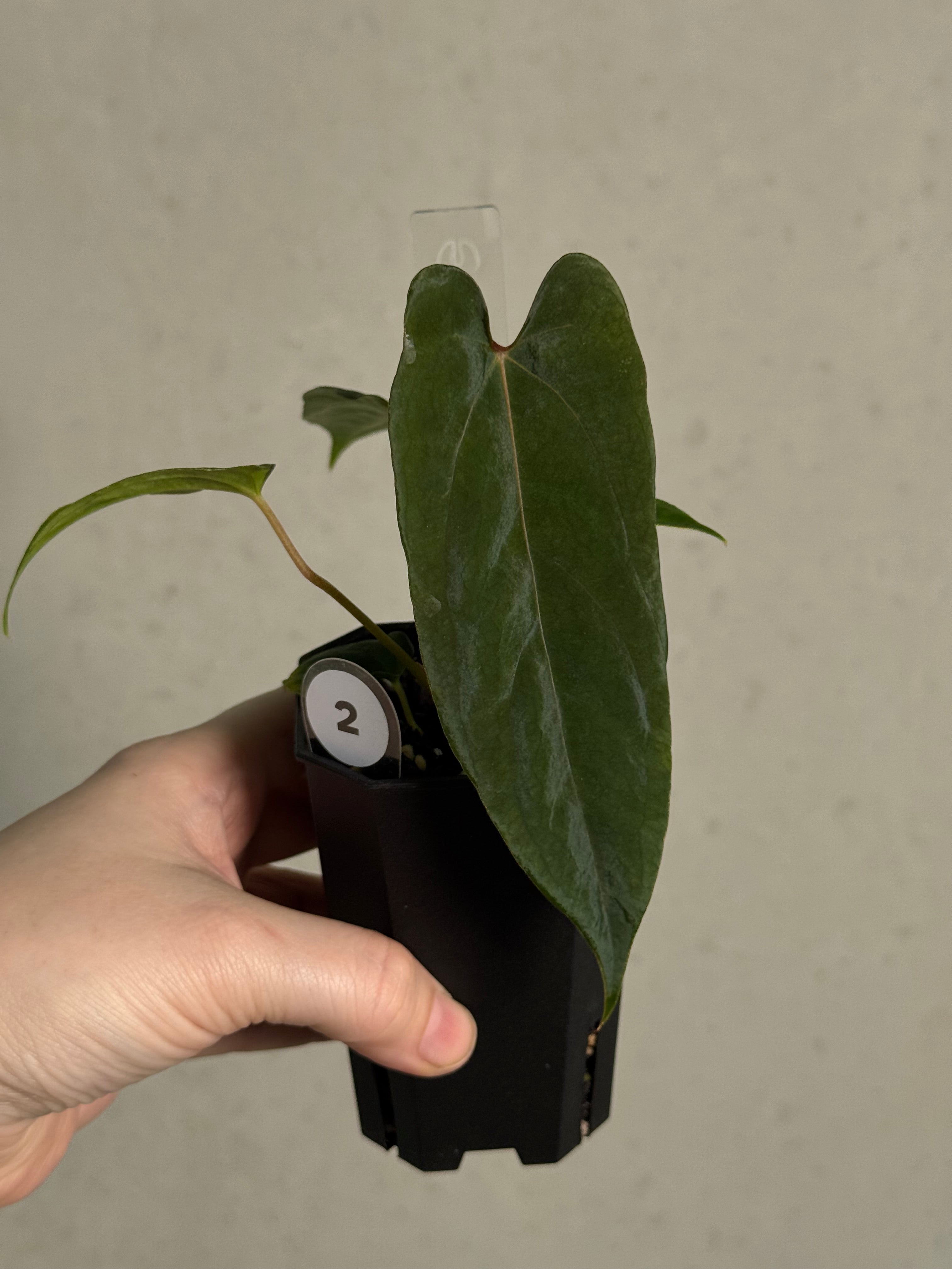 Anthurium Ralph Lynam x self - SMUKHI