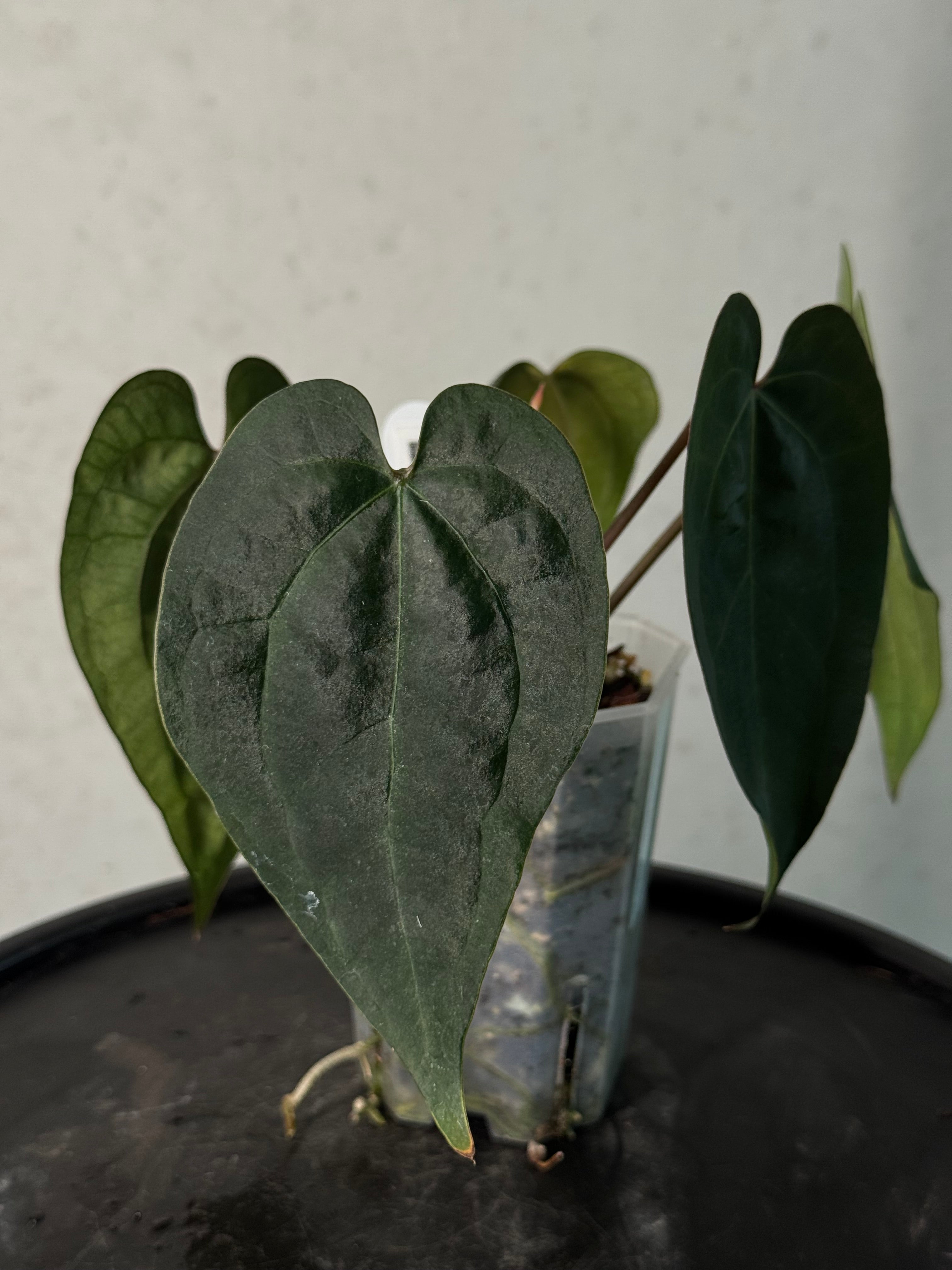 Anthurium Ace Of Spades Dark Form F1 (SKG)