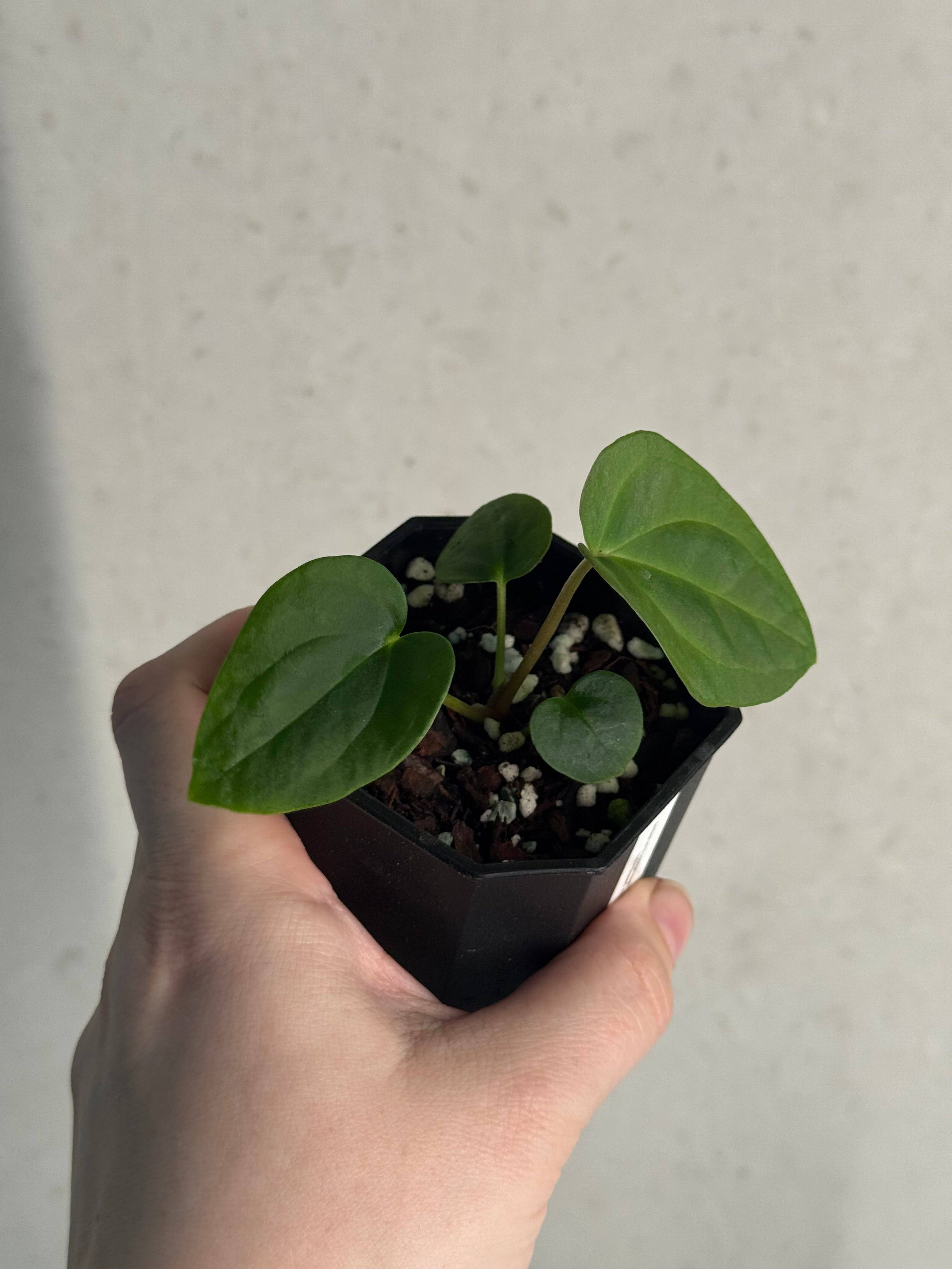 Anthurium Papillilaminum 'Guna Yala' x BVEP (‘Round’ x RA1) - SMUKHI