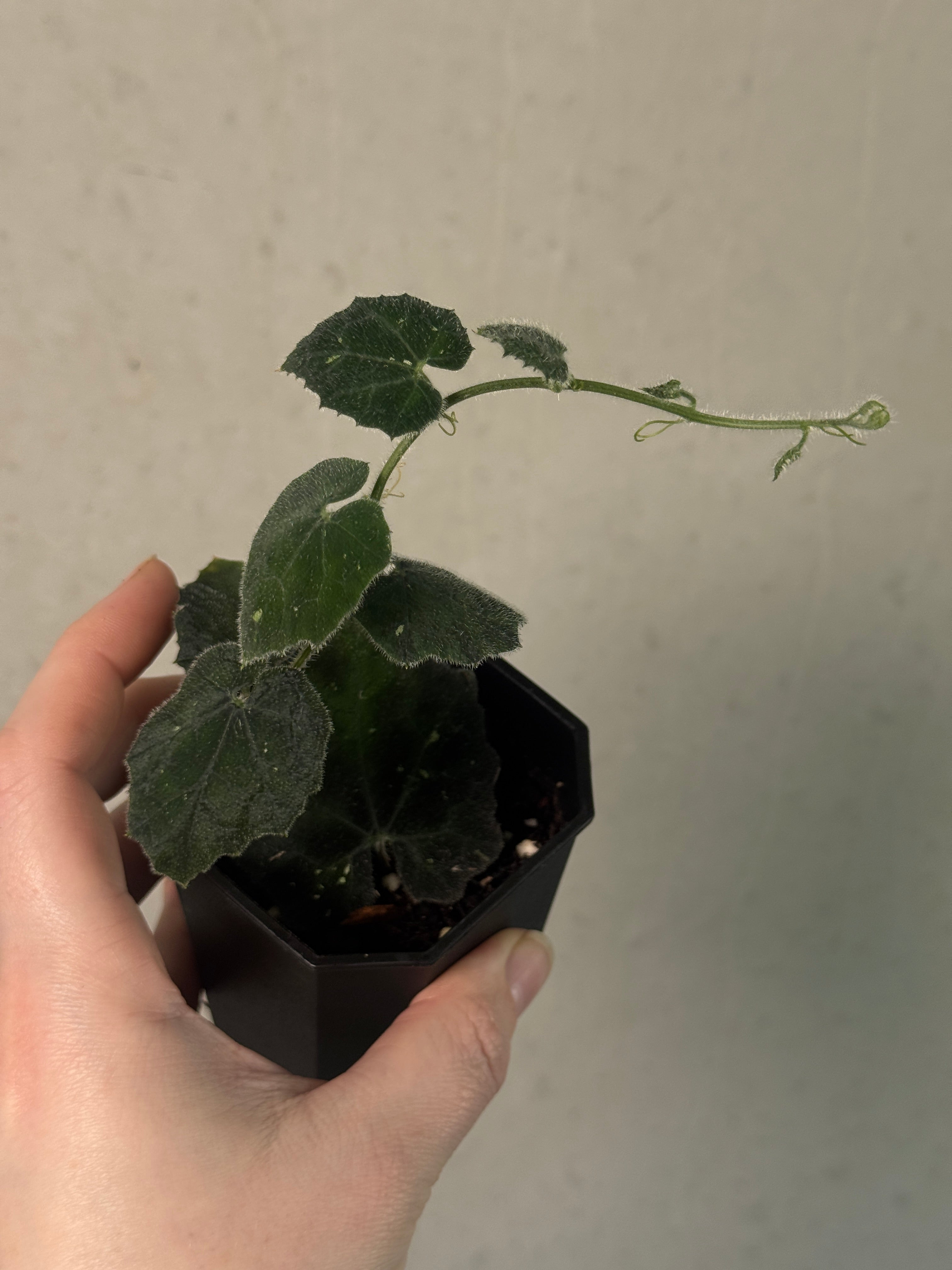 [Unknown species] - Climbing plant - SMUKHI