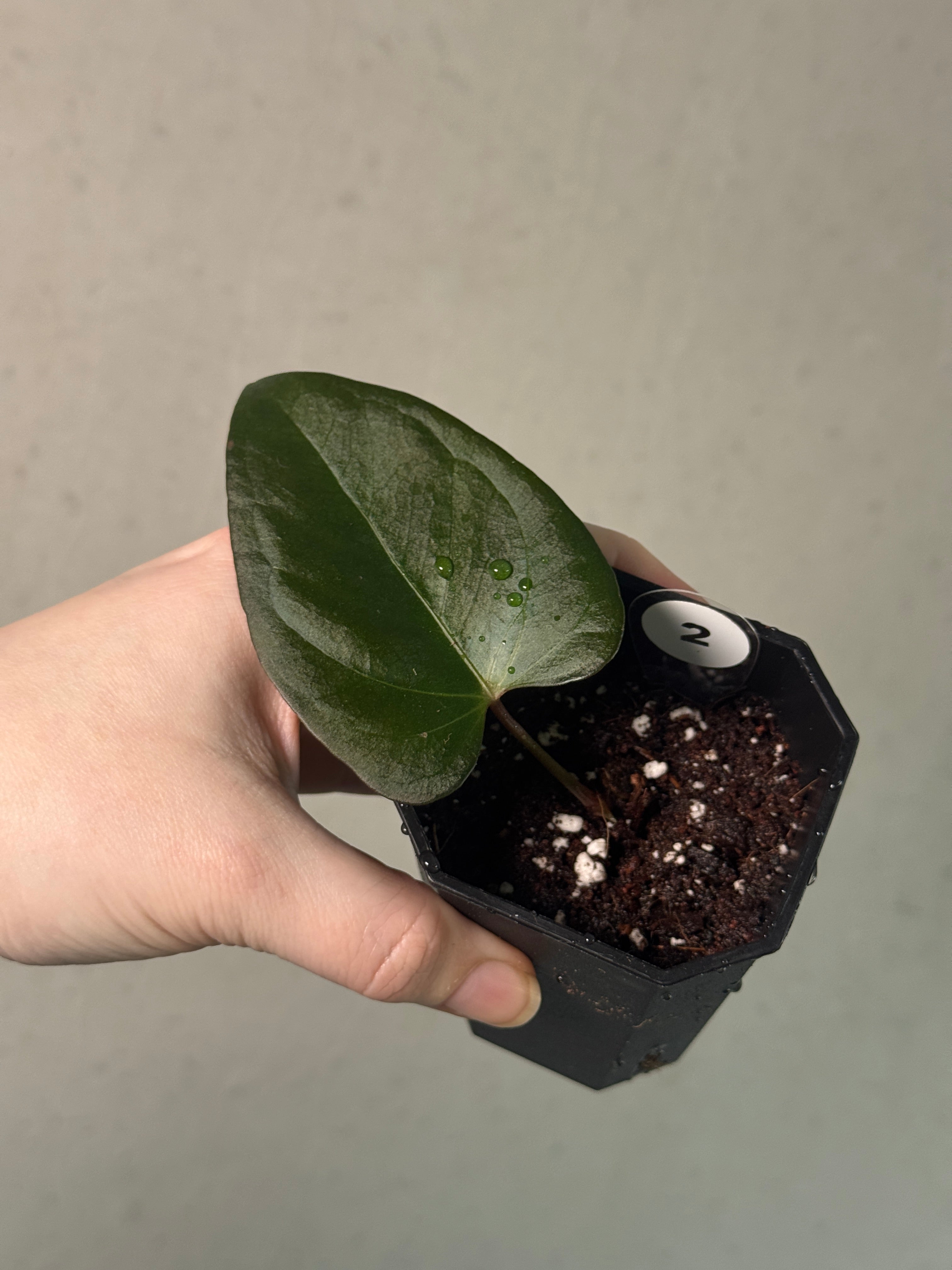 Anthurium Indo Portillae S1 - Clone - SMUKHI