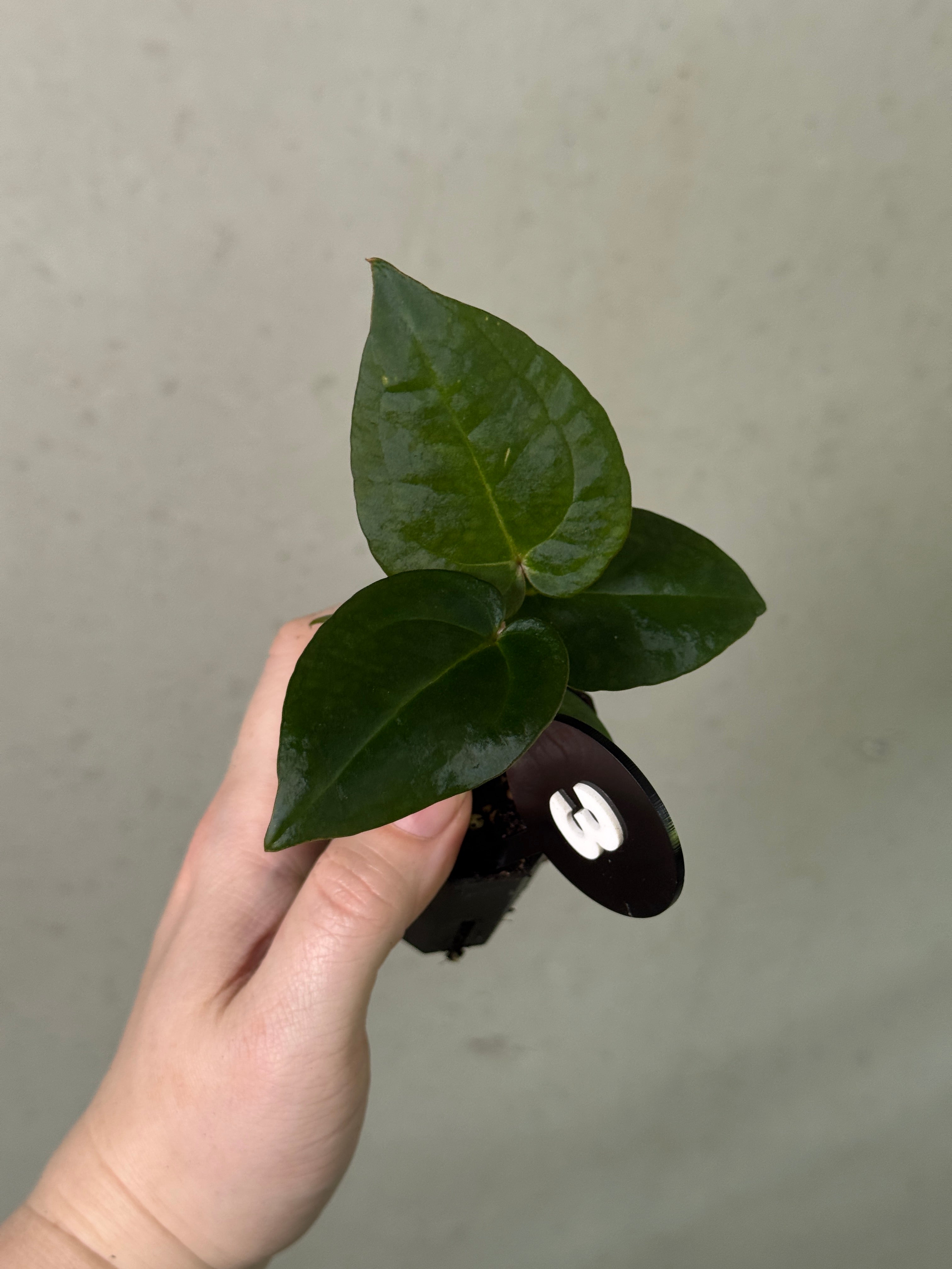 Anthurium Michelle x (?)