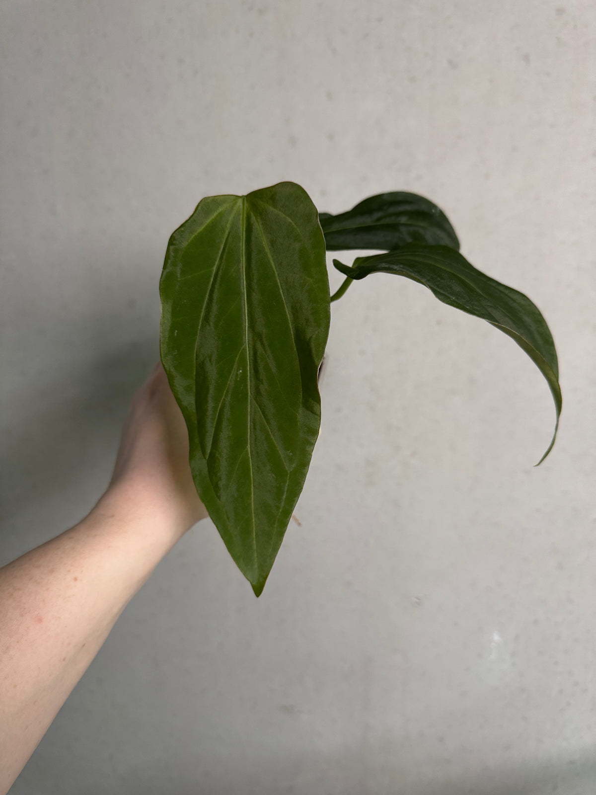 Anthurium Rioclaroense WH x RLxFS 'Rouge' plant with glossy green leaves and vibrant red spathes, grown by Mathiux Aroid.