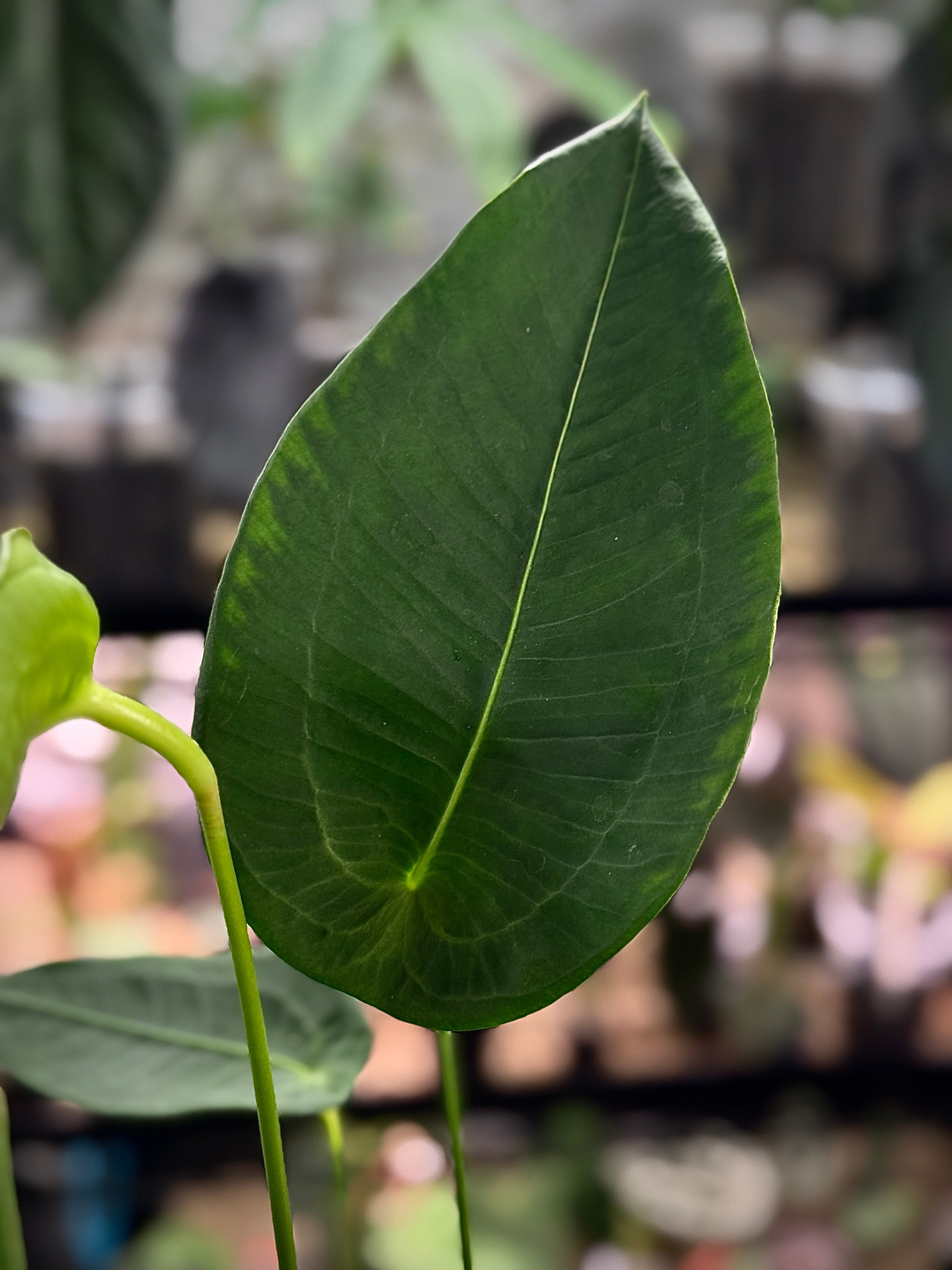 Anthurium Peltigerum S1 (sets) - SMUKHI