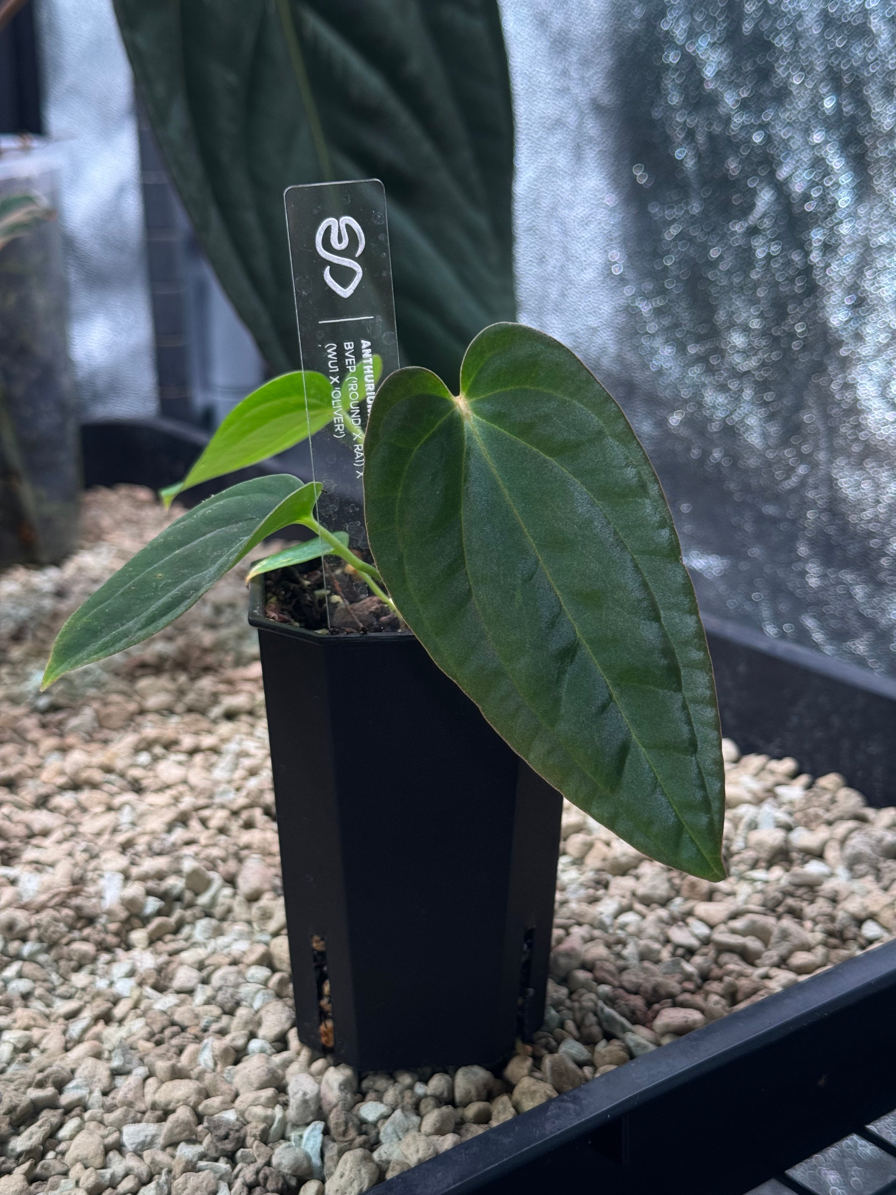 Anthurium BVEP ('Round' x RA1) x (WU1 x 'Oliver') | SMUKHI
