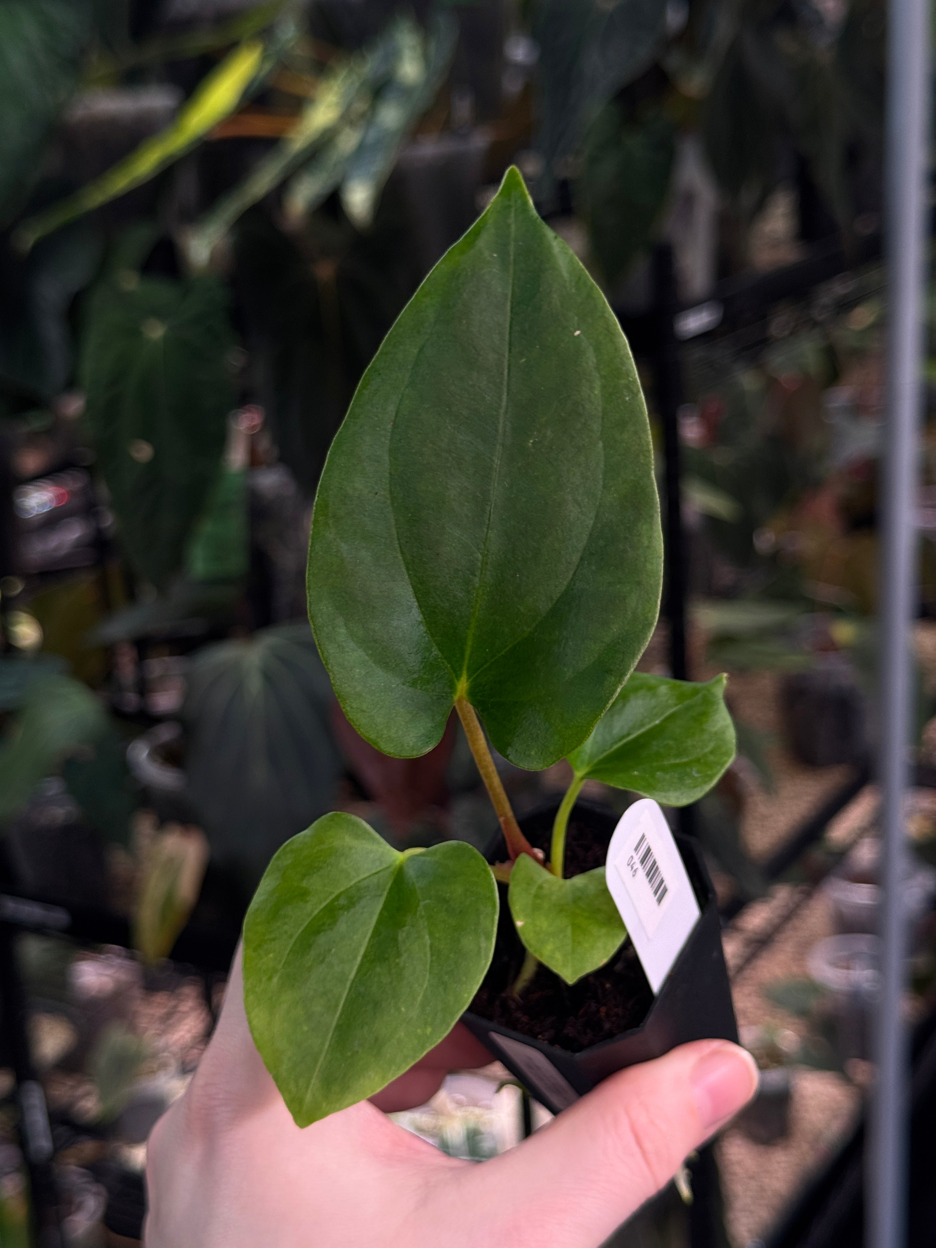 Anthurium (Fort Sherman x Dressleri RG) x (Ralph Lynam x self)