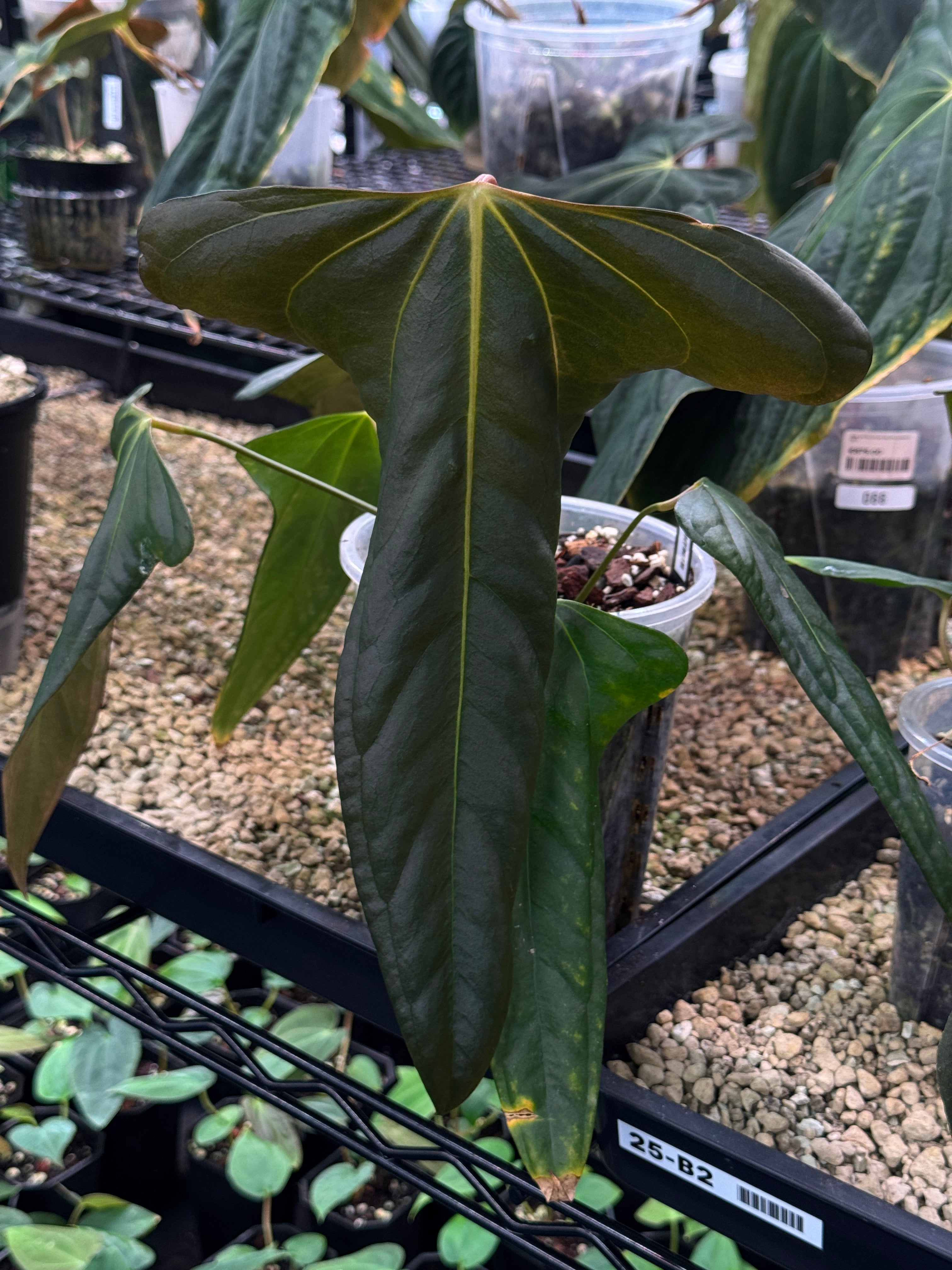 NFS: Anthurium Indo Portillae
