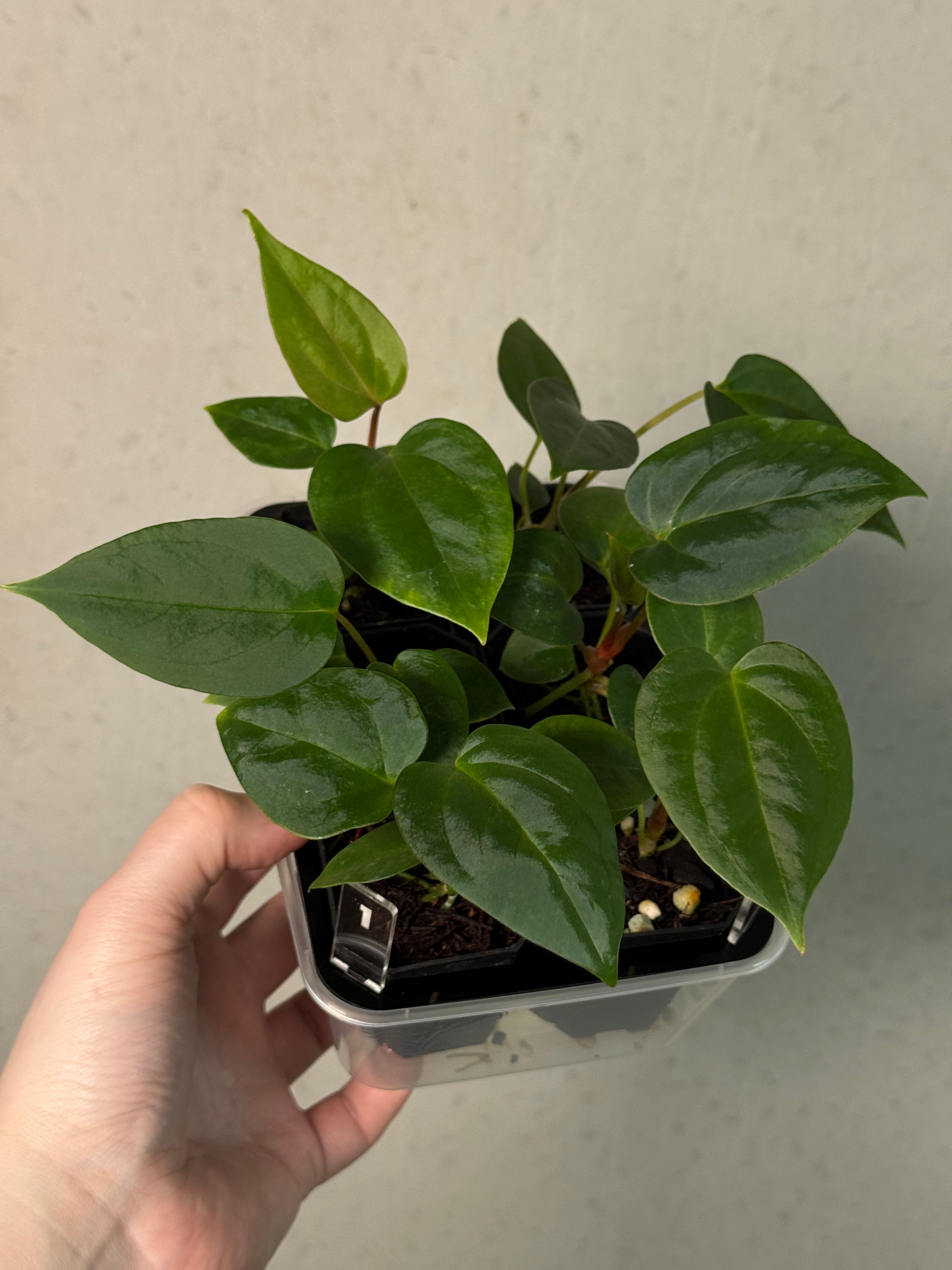 Anthurium (Papillilaminum 'Marie' x 'IL') x Indo Portillae or self