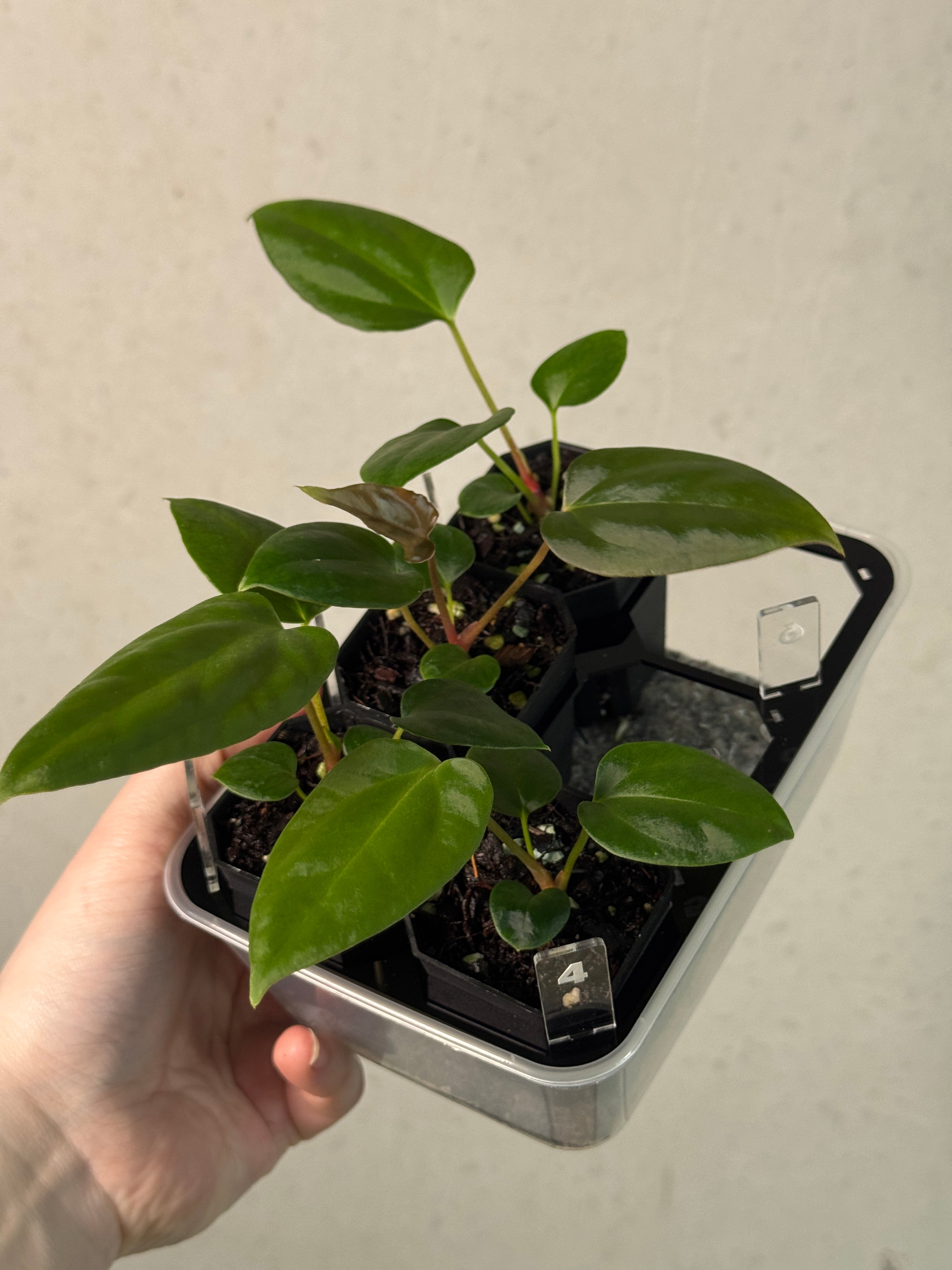 Anthurium Mr. Worldwide #2 x BVEP (‘Round’ x ‘Felix’)