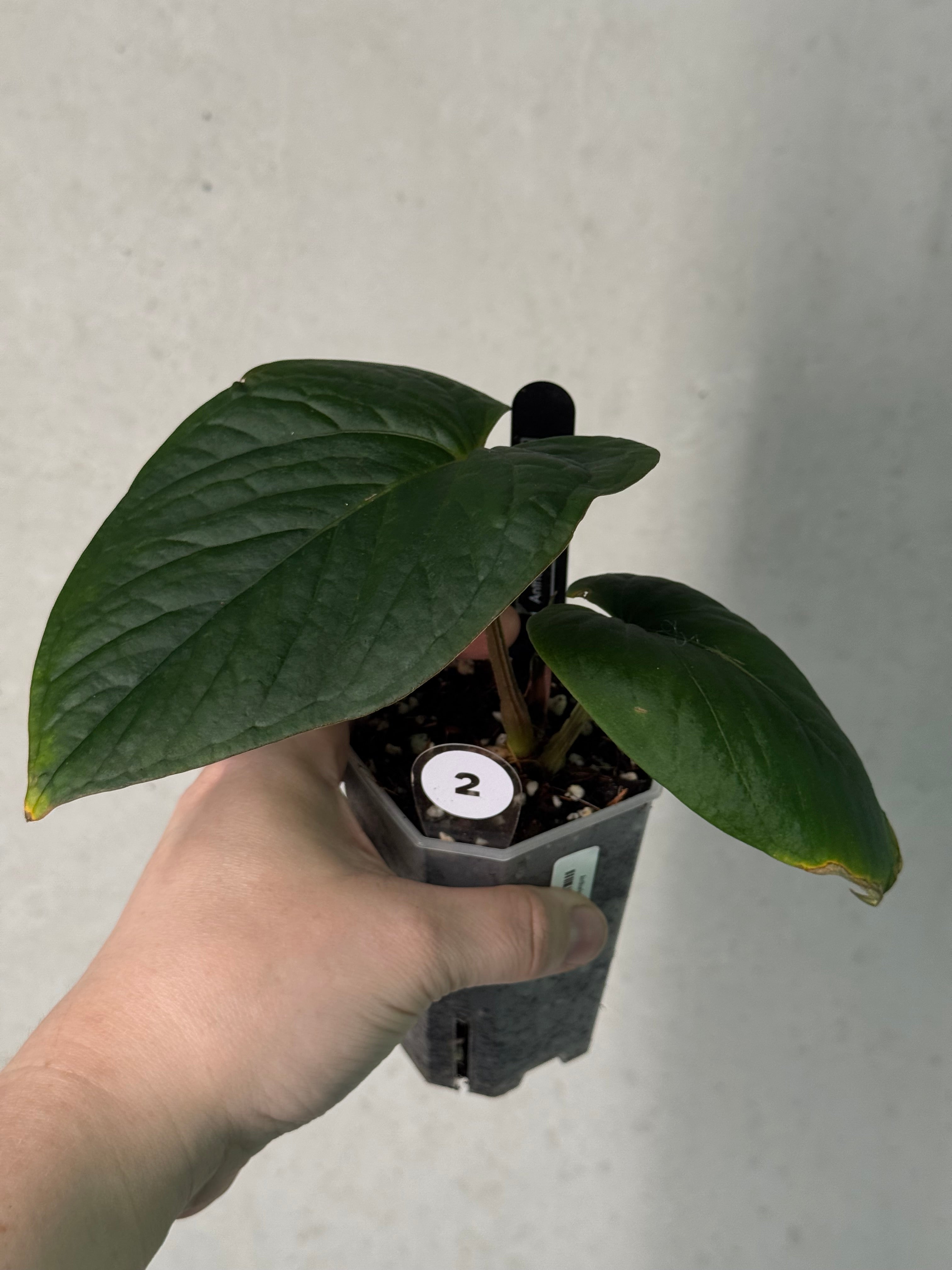 Anthurium Kunayalense F1