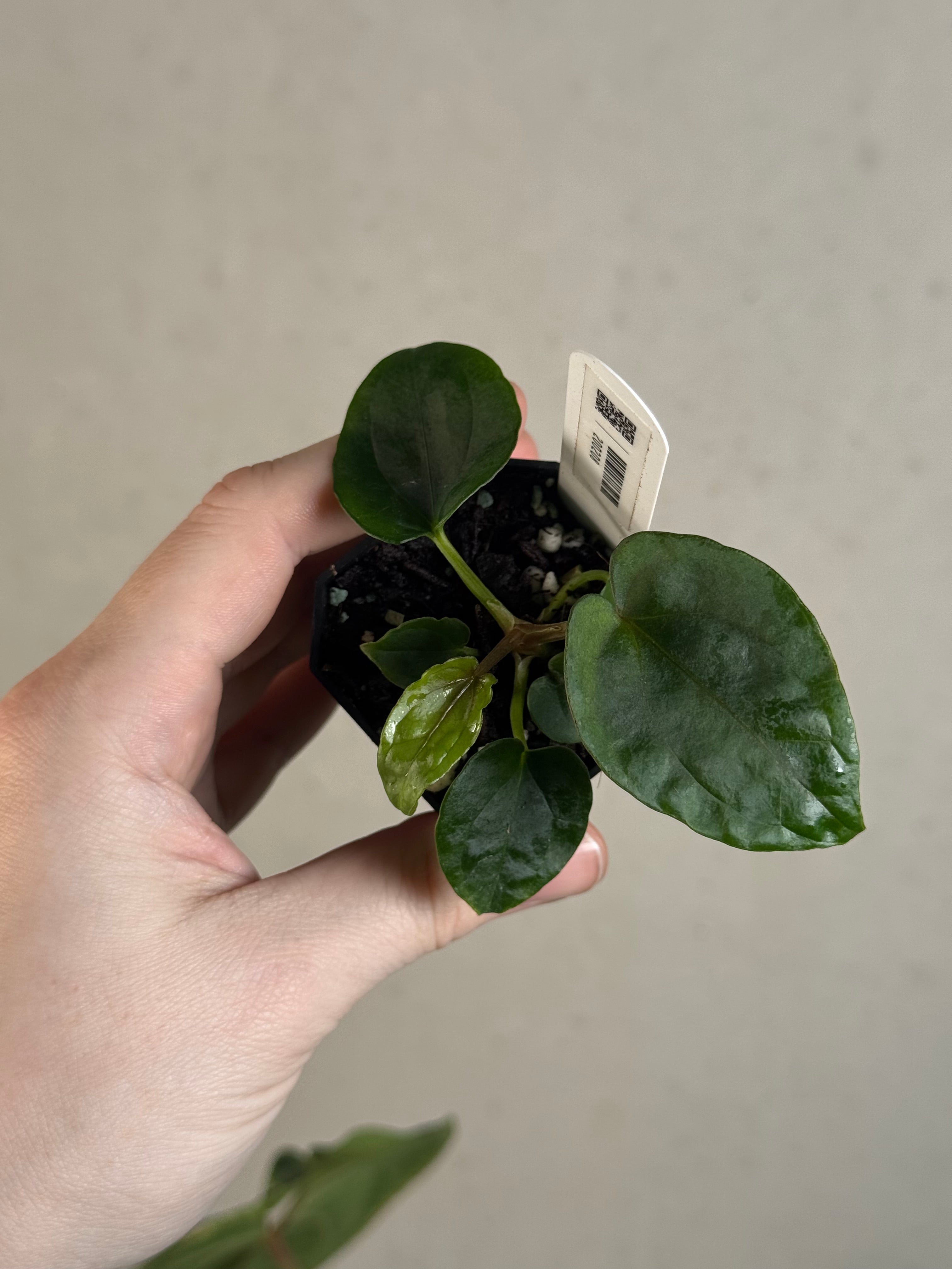 Anthurium Dressleri RG F3 (JV) x self