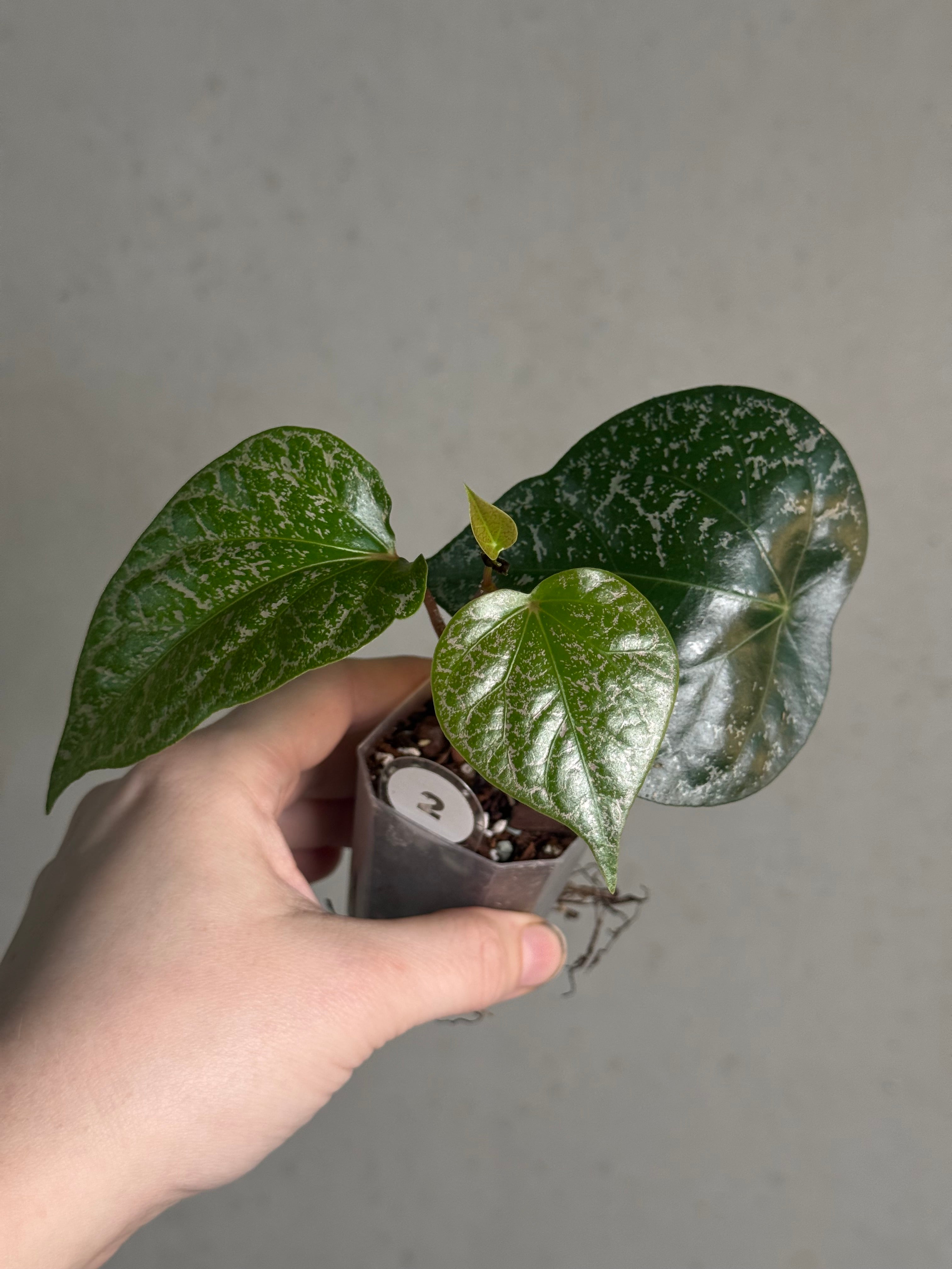 Piper Crocatum - SMUKHI