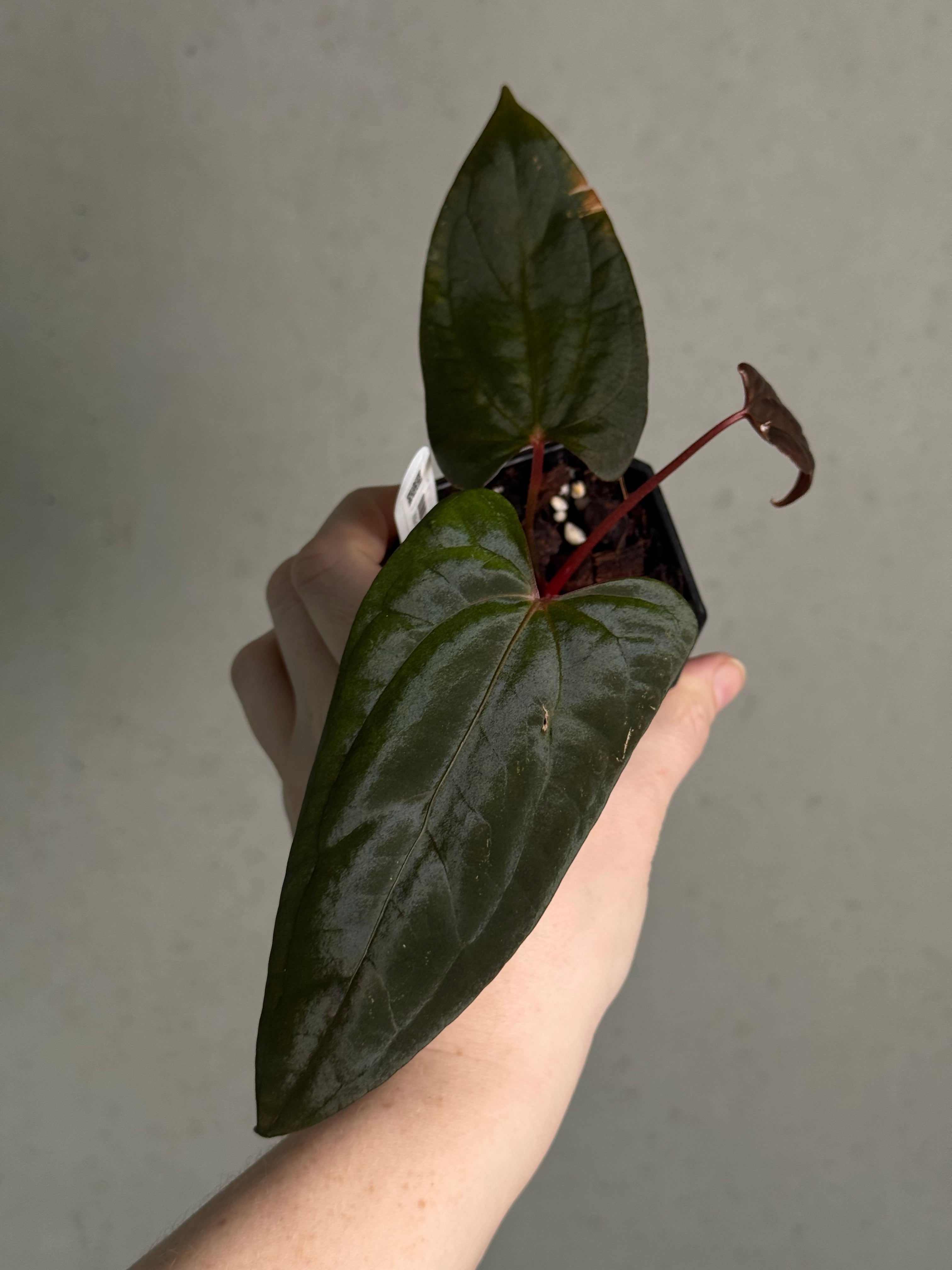 Anthurium Fort Sherman x Red Vein Dark Phoenix - Clone - SMUKHI