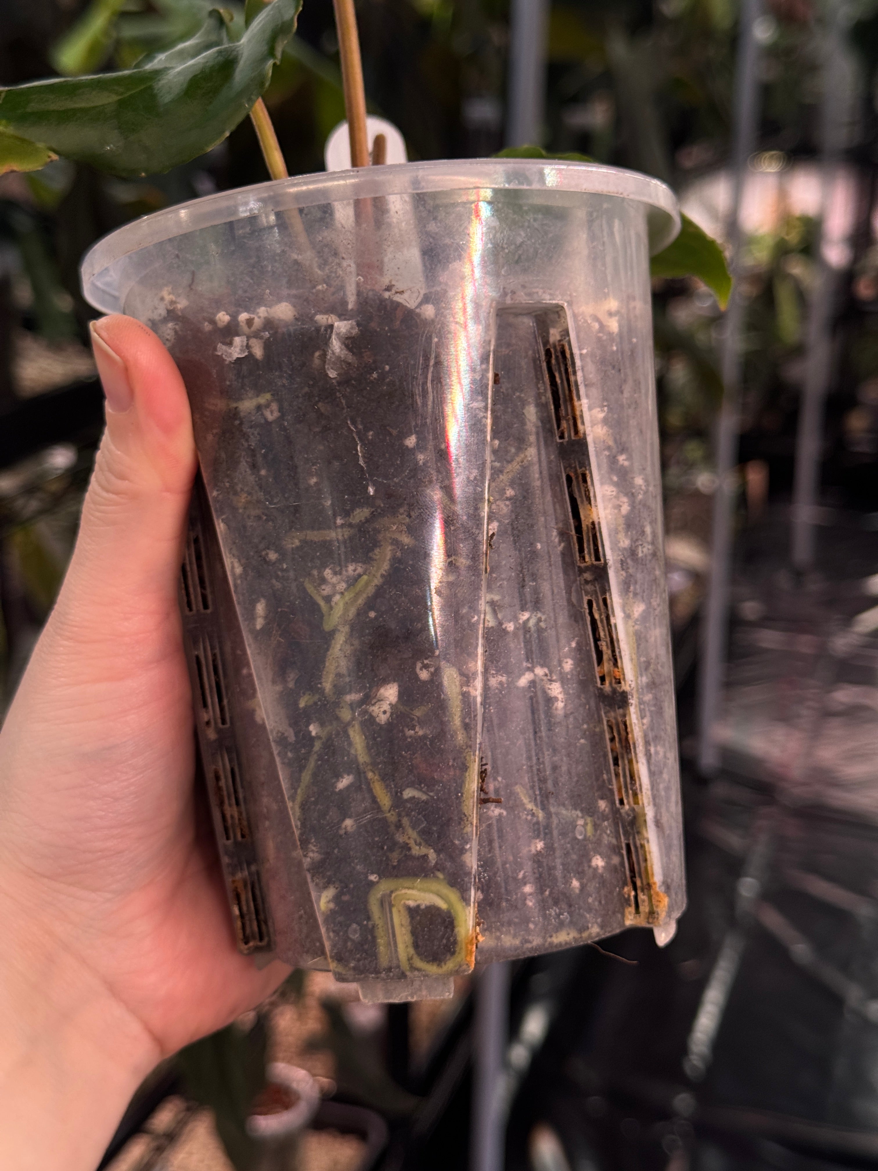 Anthurium (Besseae aff x Debile) x (Besseae aff x Dressleri)