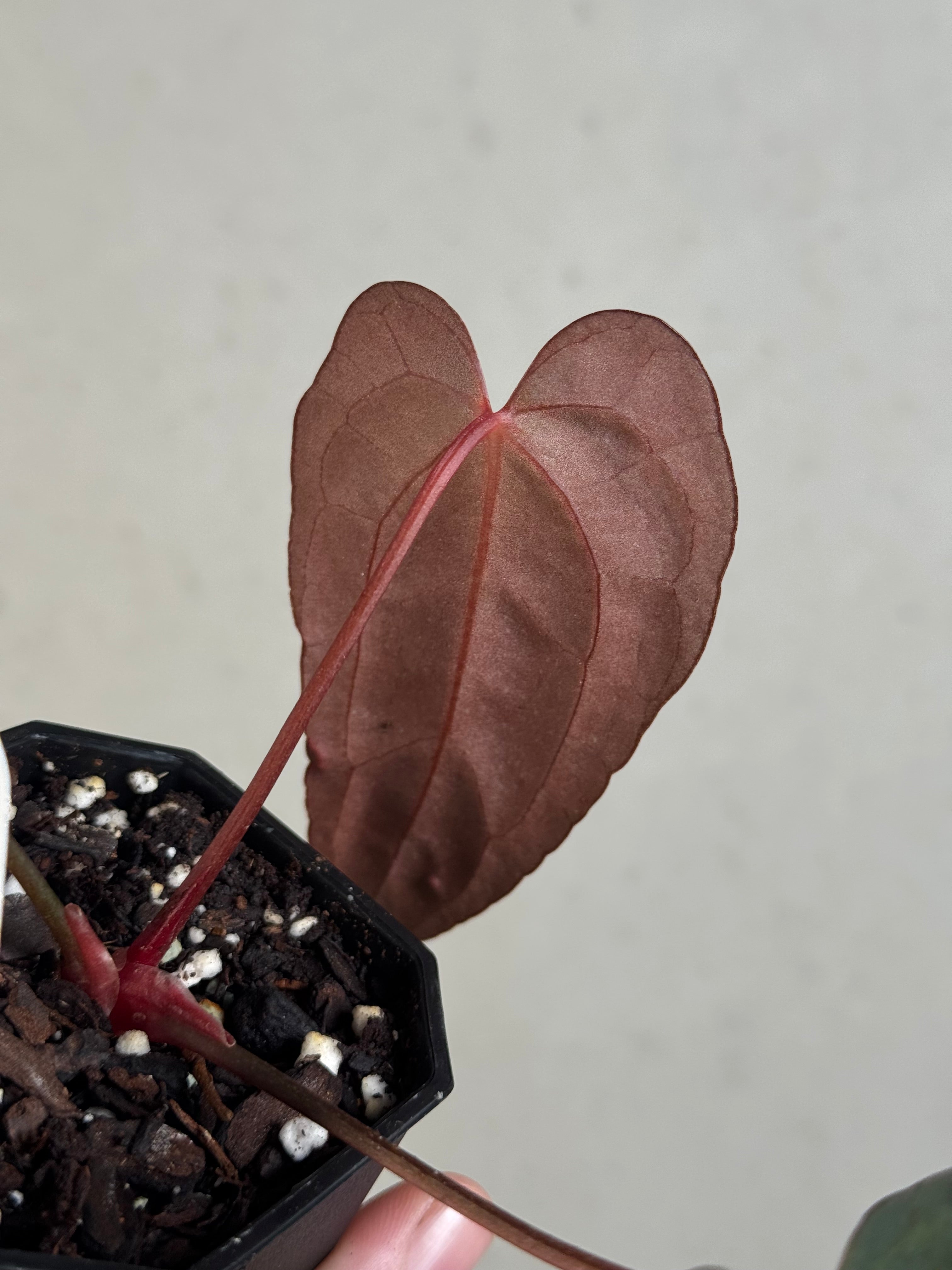 アンスリウム 'blue papillilaminum' ×self NFS: Anthurium Blue Papillilaminum x self | SMUKHI