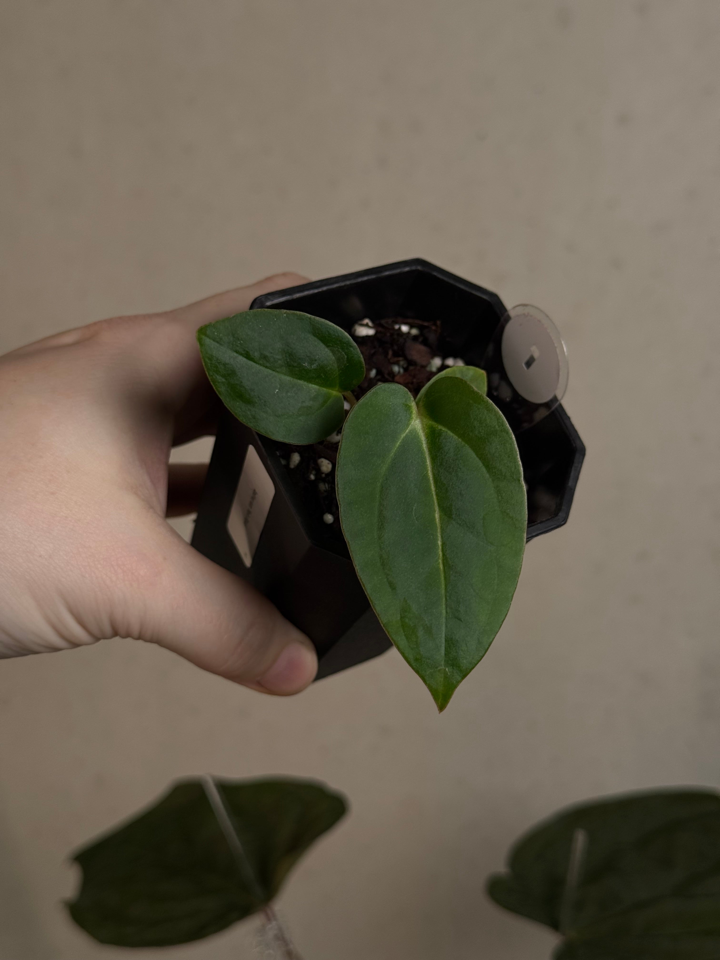 Anthurium ‘Vein Blade’