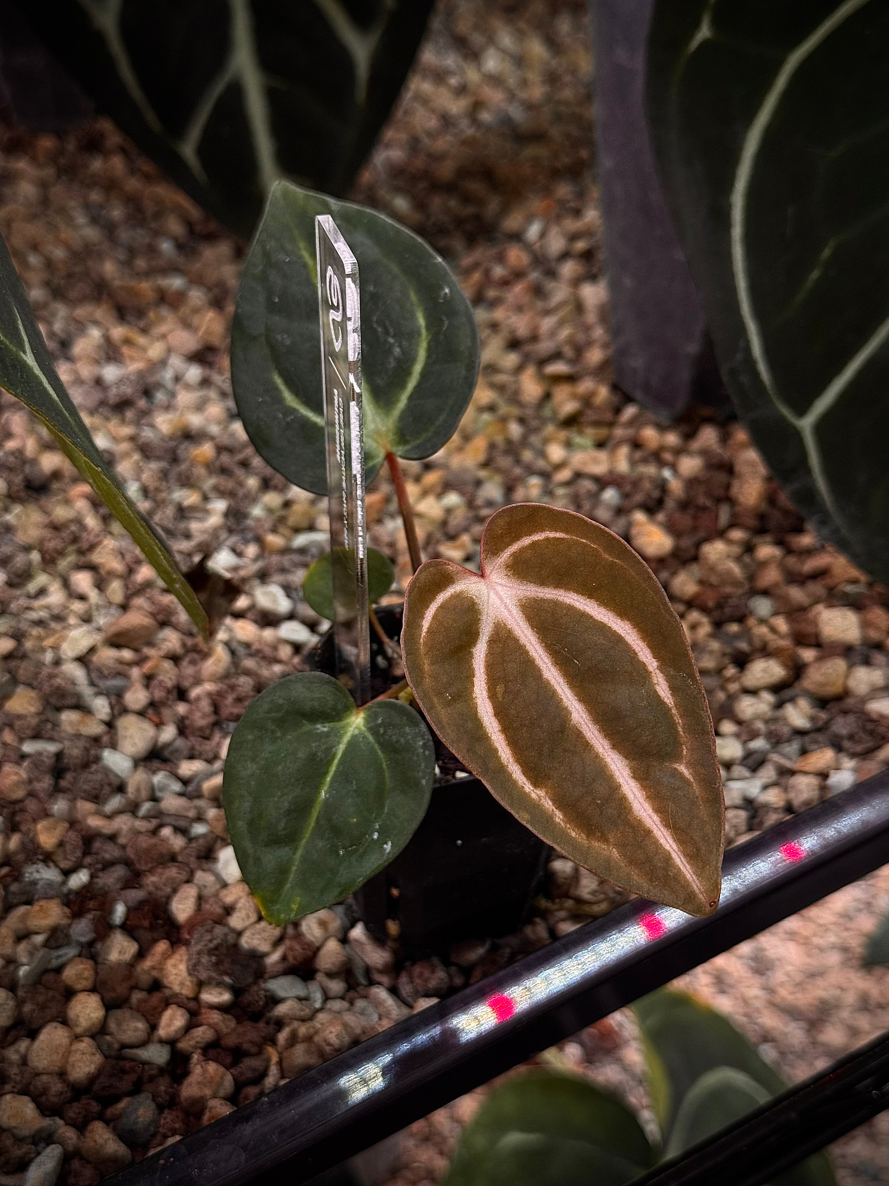 NFS: Anthurium Carlablackiae PM2 x PM1