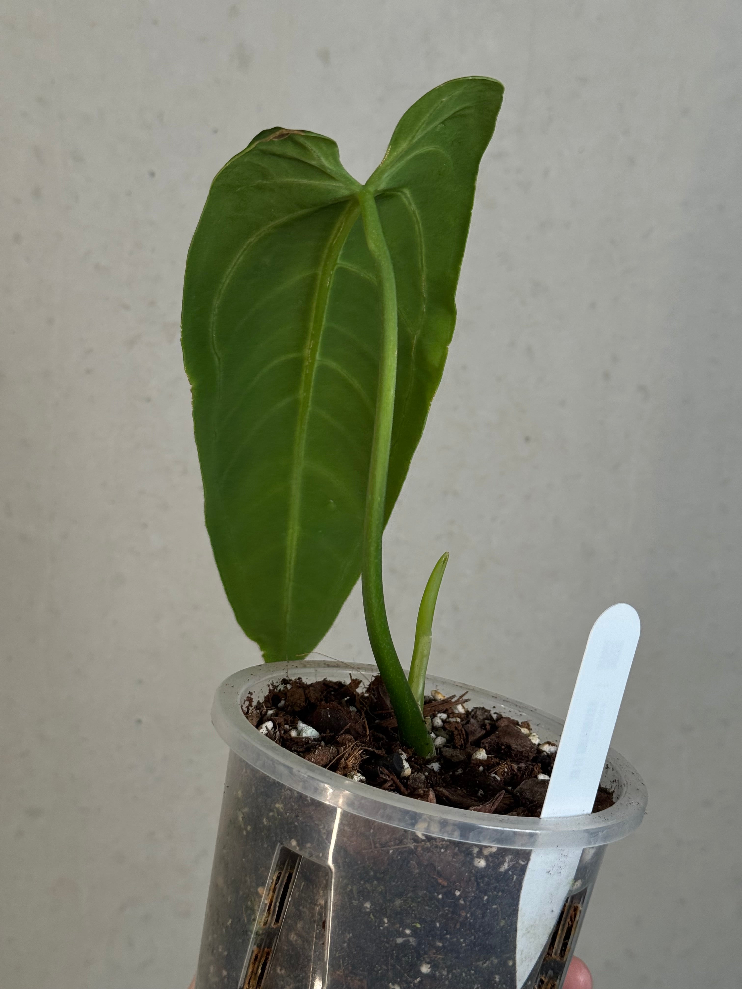Anthurium Warocqueanum