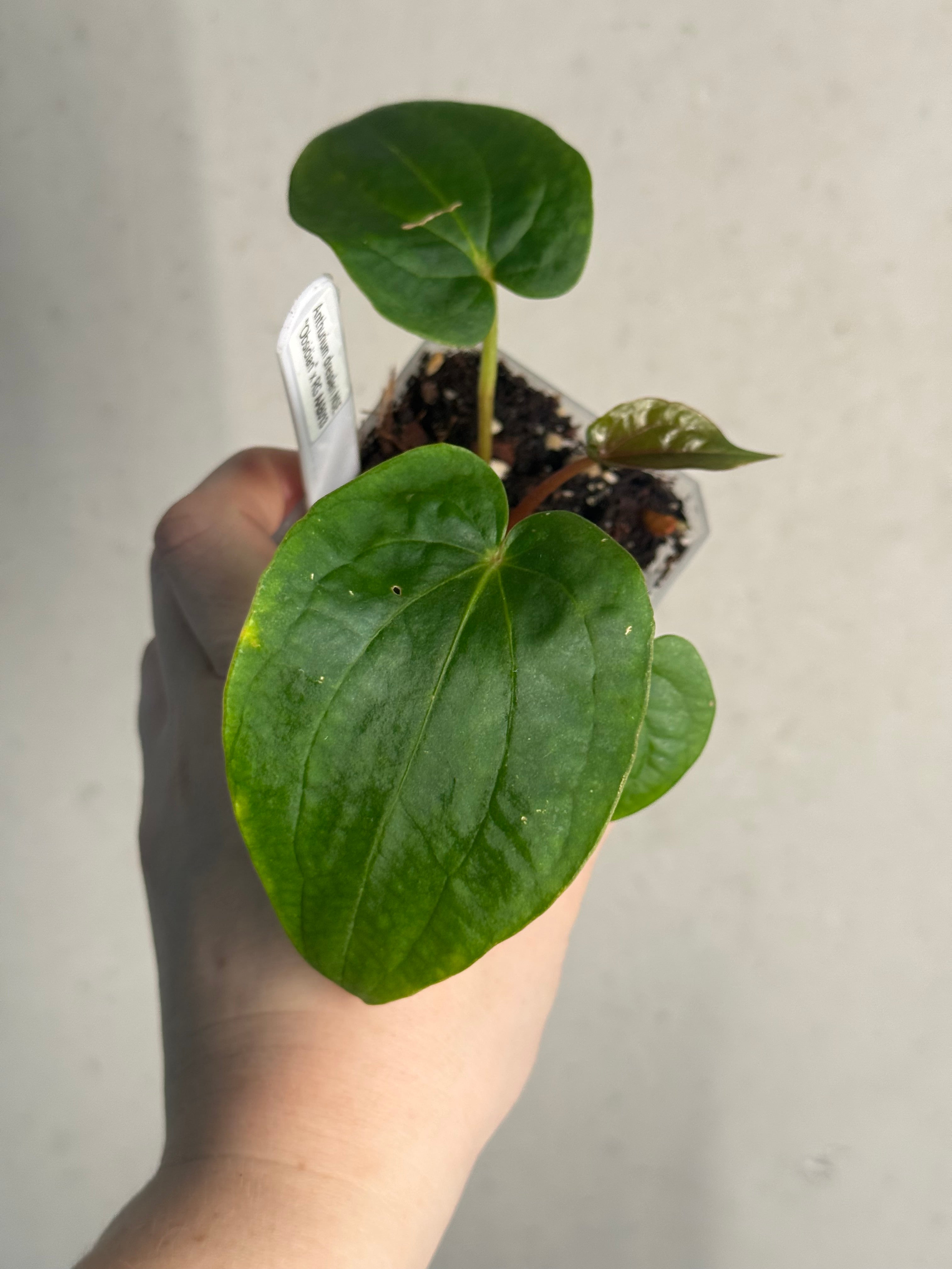 Anthurium Dressleri NSE 'Obsidian' x RG