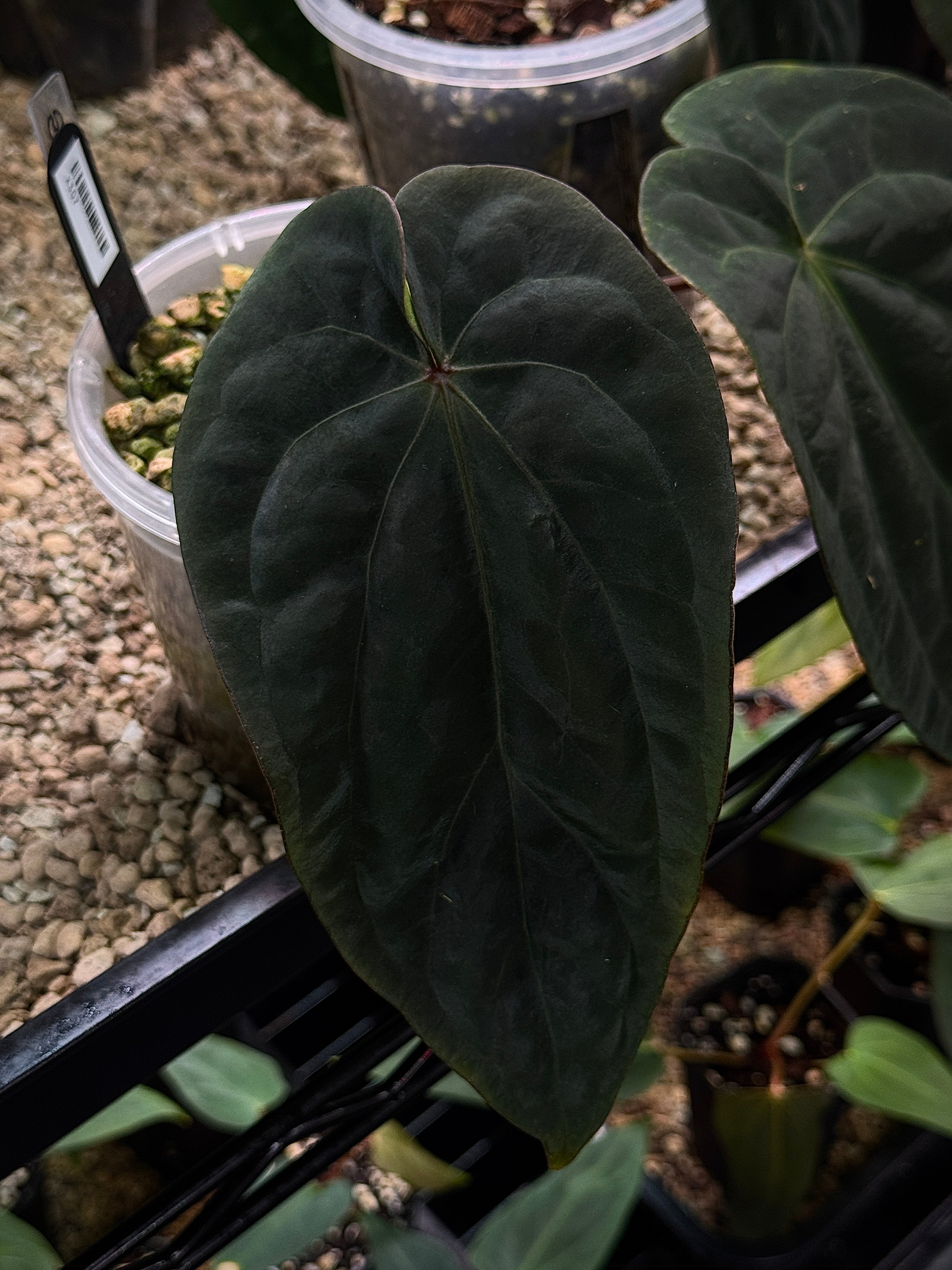NFS: Anthurium (Dressleri RG F2 Dark x Carlablackiae 'Amanda') x