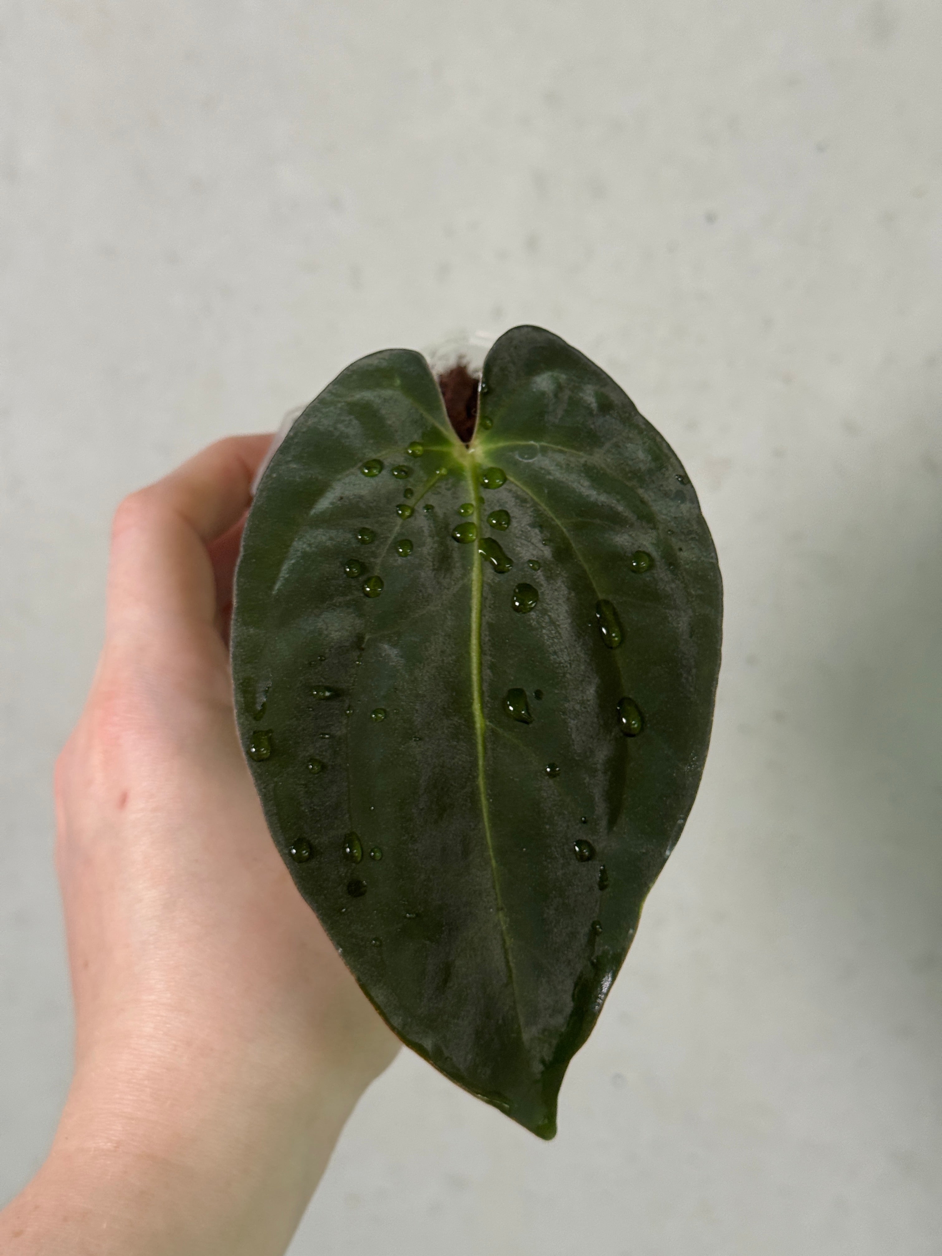 Anthurium RLxFS x Carlablackiae x Papillilaminum clone plant from SMUKHI, showcasing dark green leaves and vibrant floral spathes.