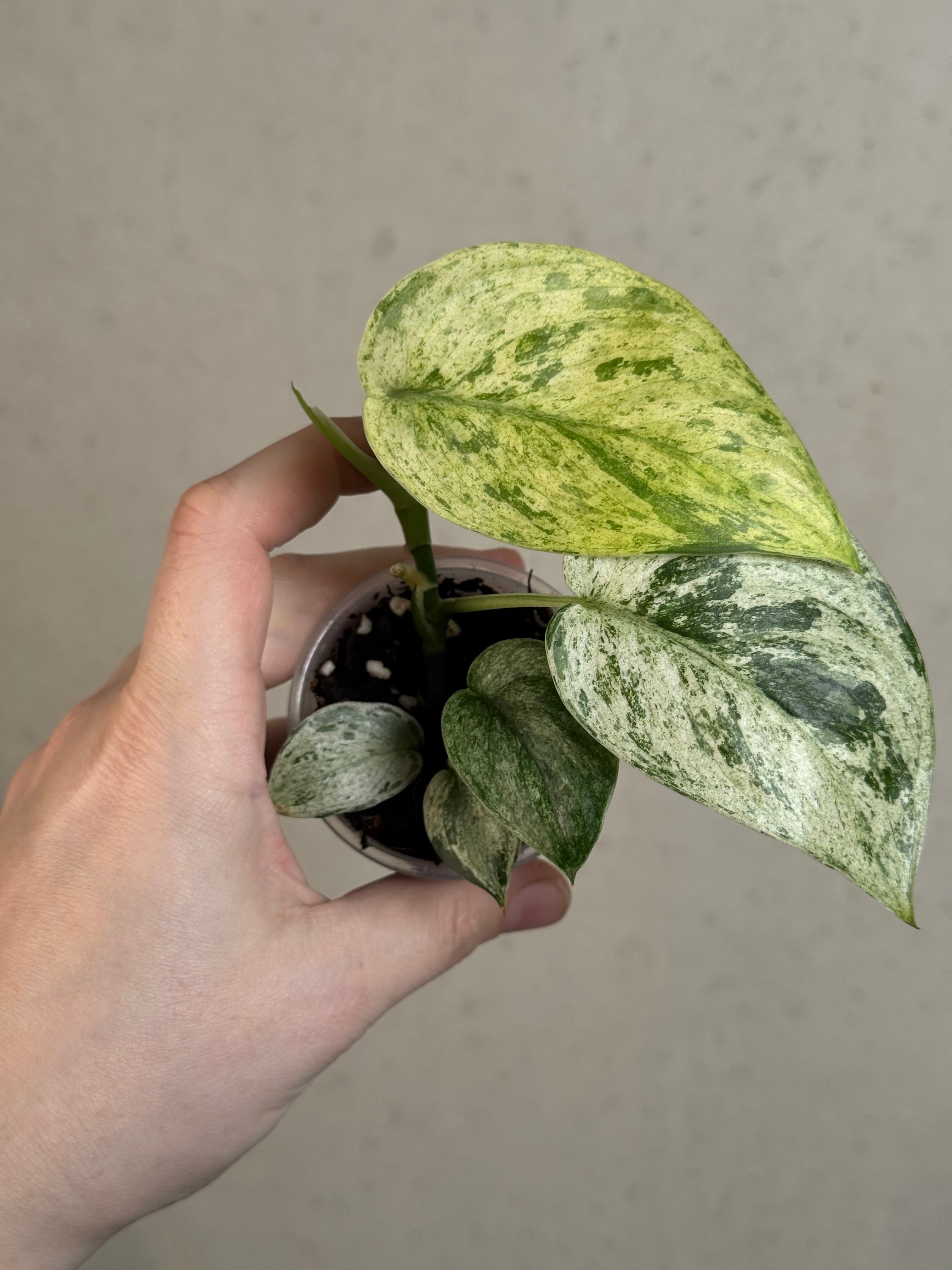 Scindapsus Jade Satin Marble Queen