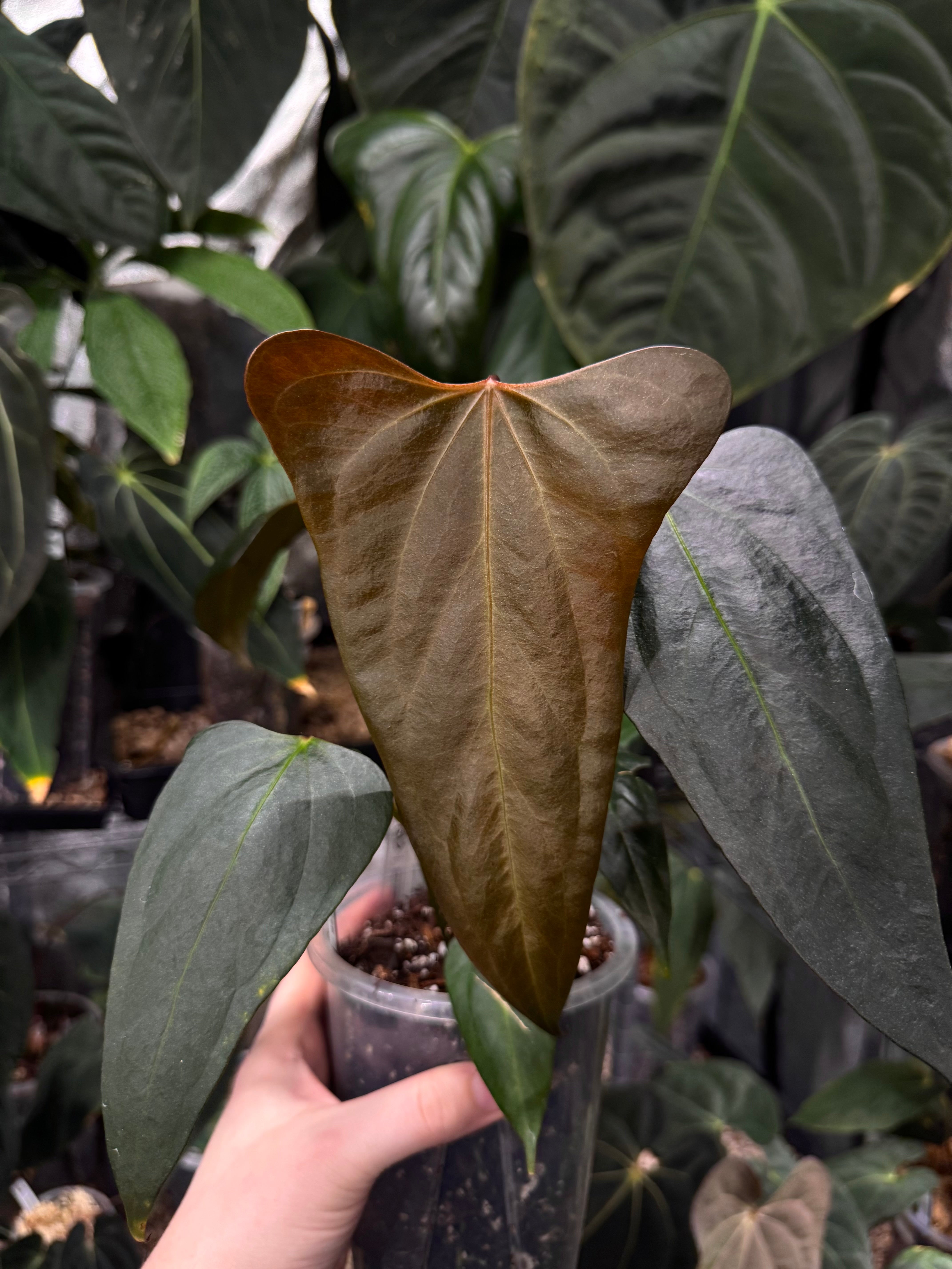 NFS: Anthurium 'Black Sweet' x Warocqueanum