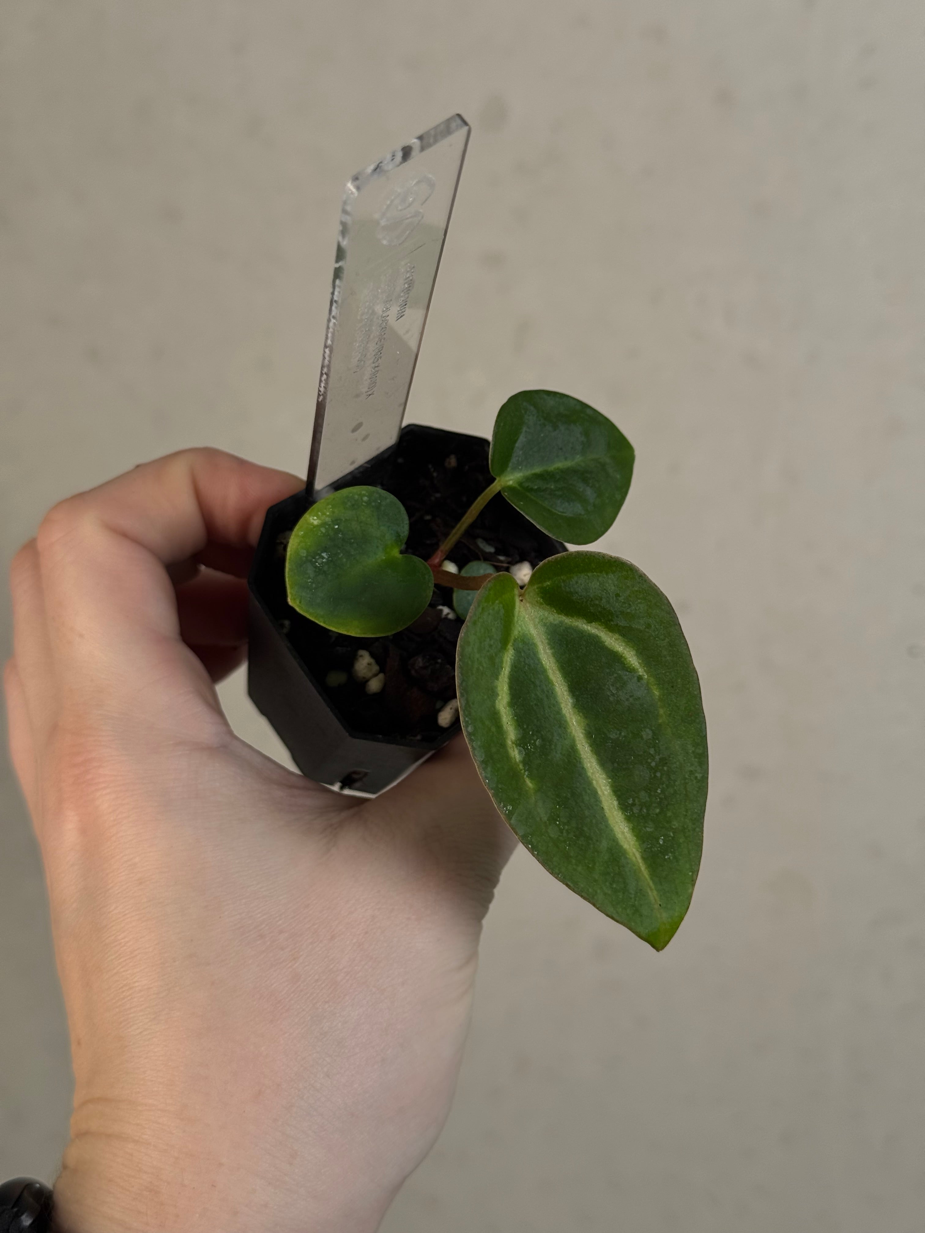 Anthurium Carlablackiae (RA5 x RA10) x ('Round' x GPH-001)