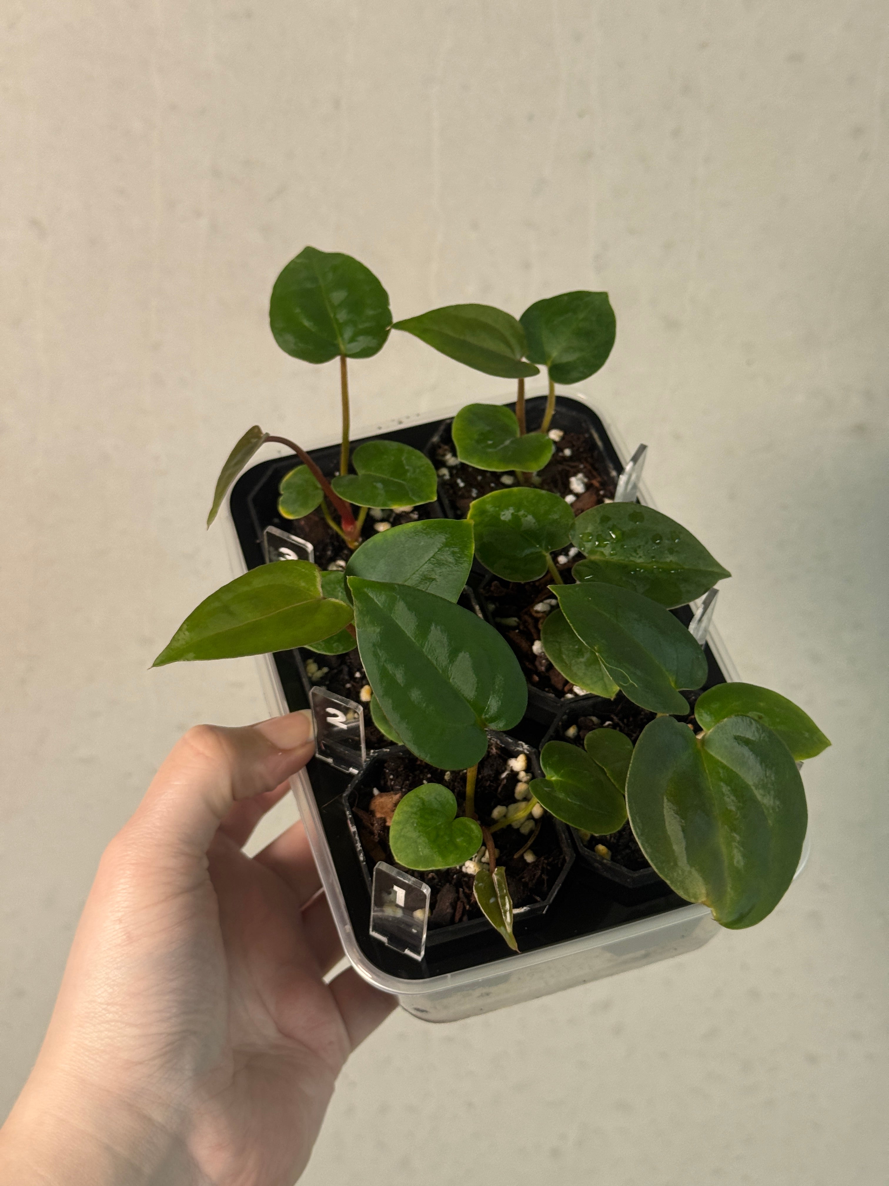 Anthurium Fort Sherman x open