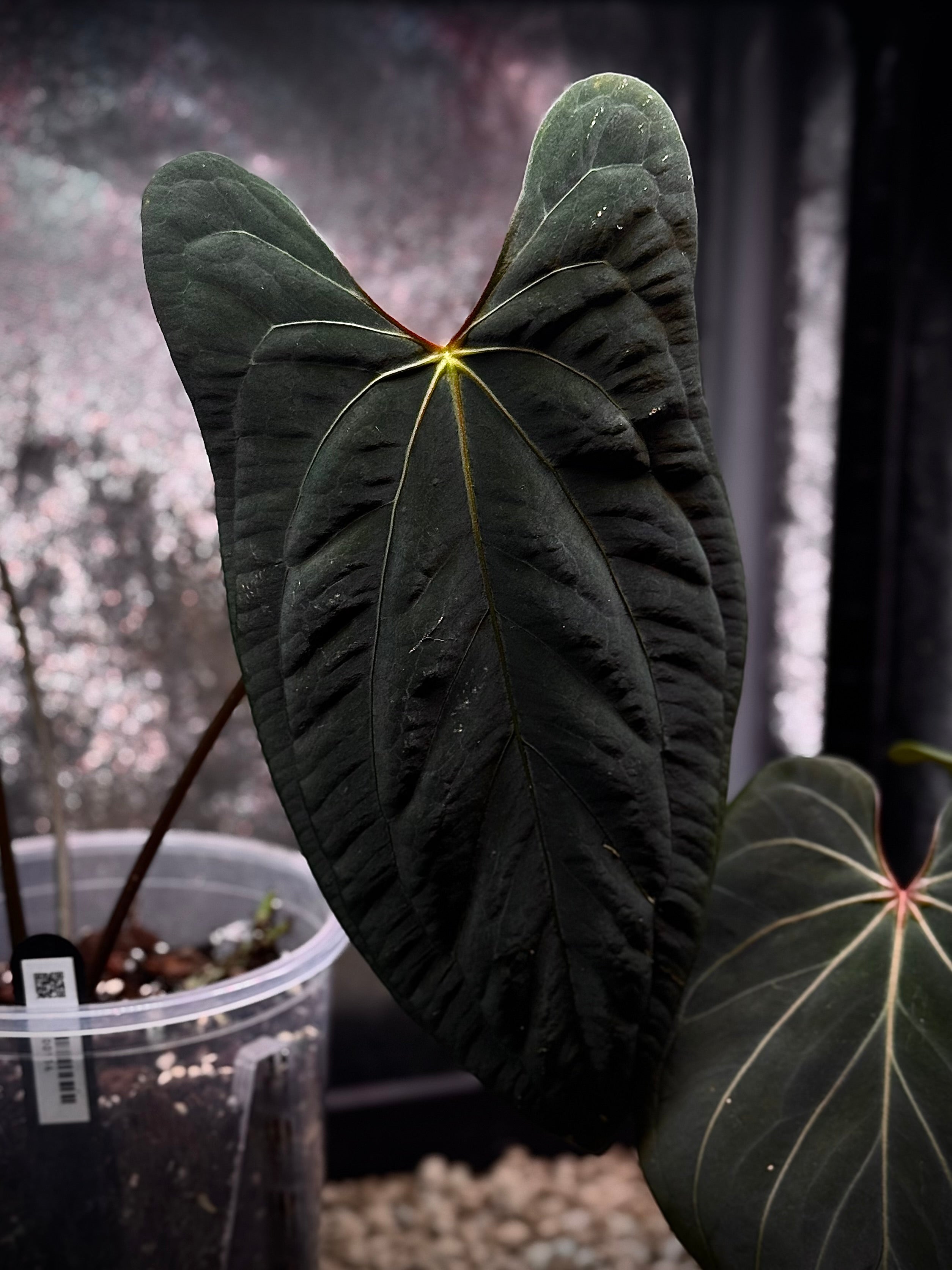 NFS: Anthurium XOne x Fort Sherman - SMUKHI