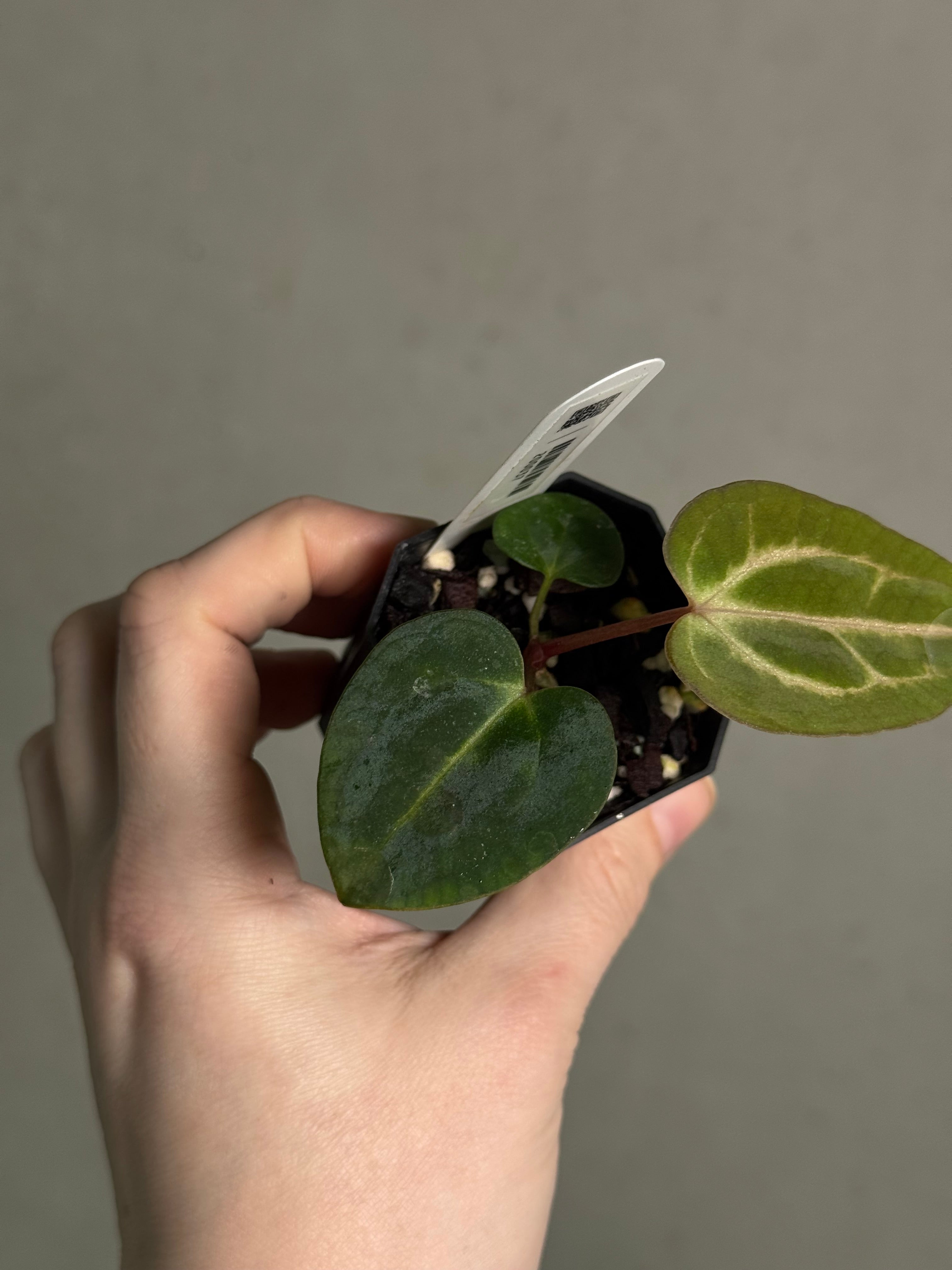 Anthurium Carlablackiae (RA5 x RA10) x ‘Carlita’ - SMUKHI