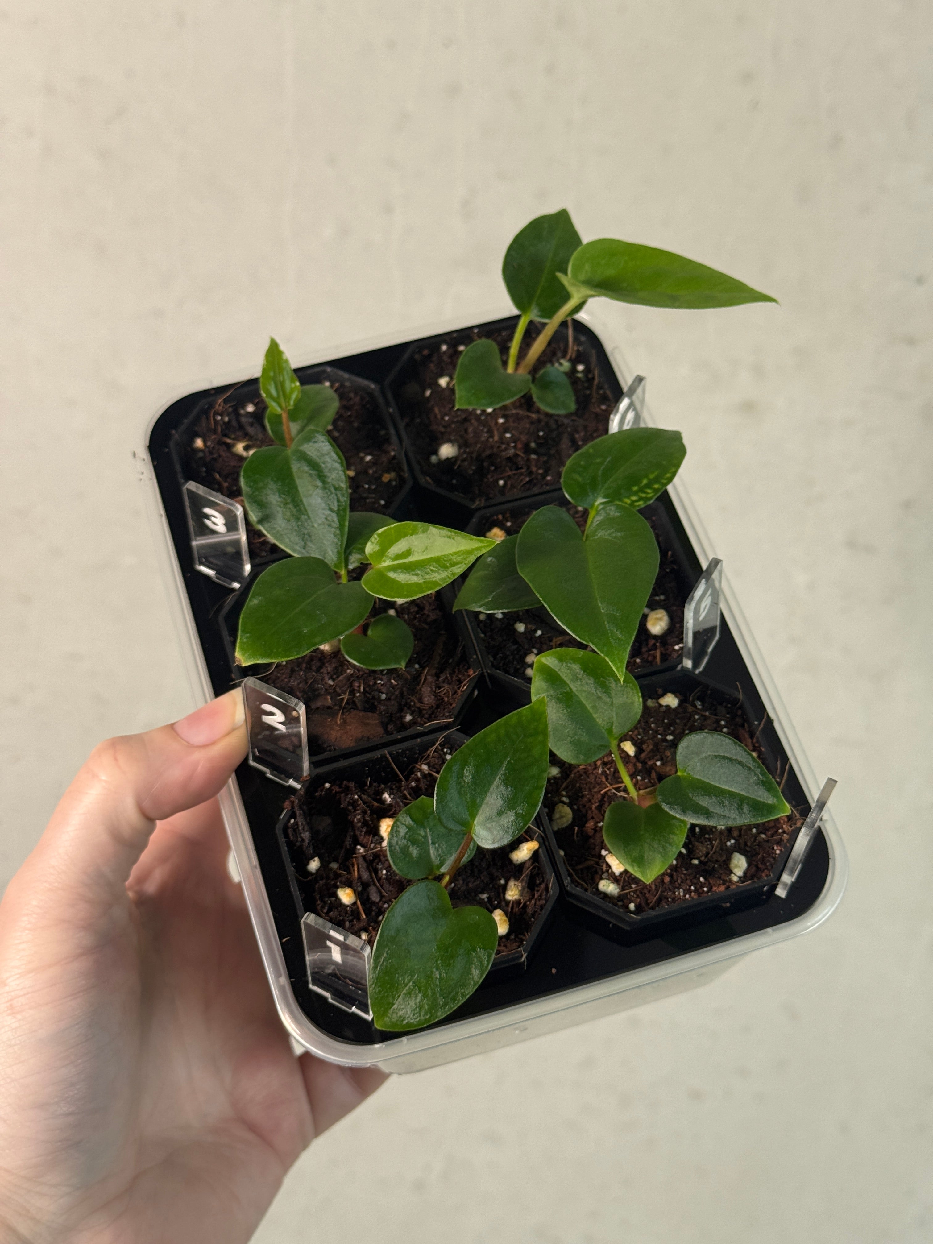 Anthurium (Papillilaminum 'Marie' x 'IL') x (Carlablackiae RD3 x FSxRL ‘Grim Reaper’)