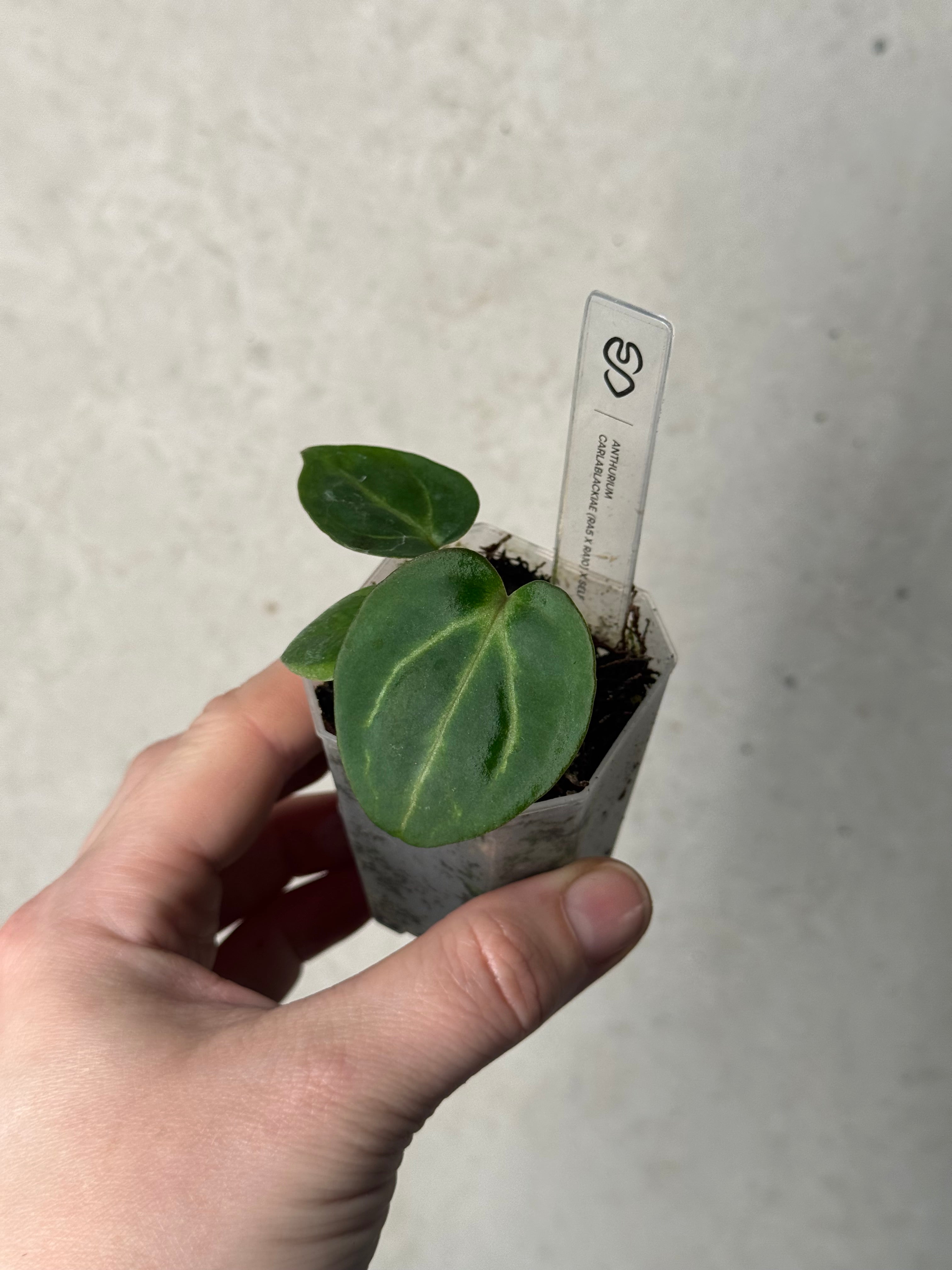 Anthurium Carlablackiae (RA5 x RA10) x self