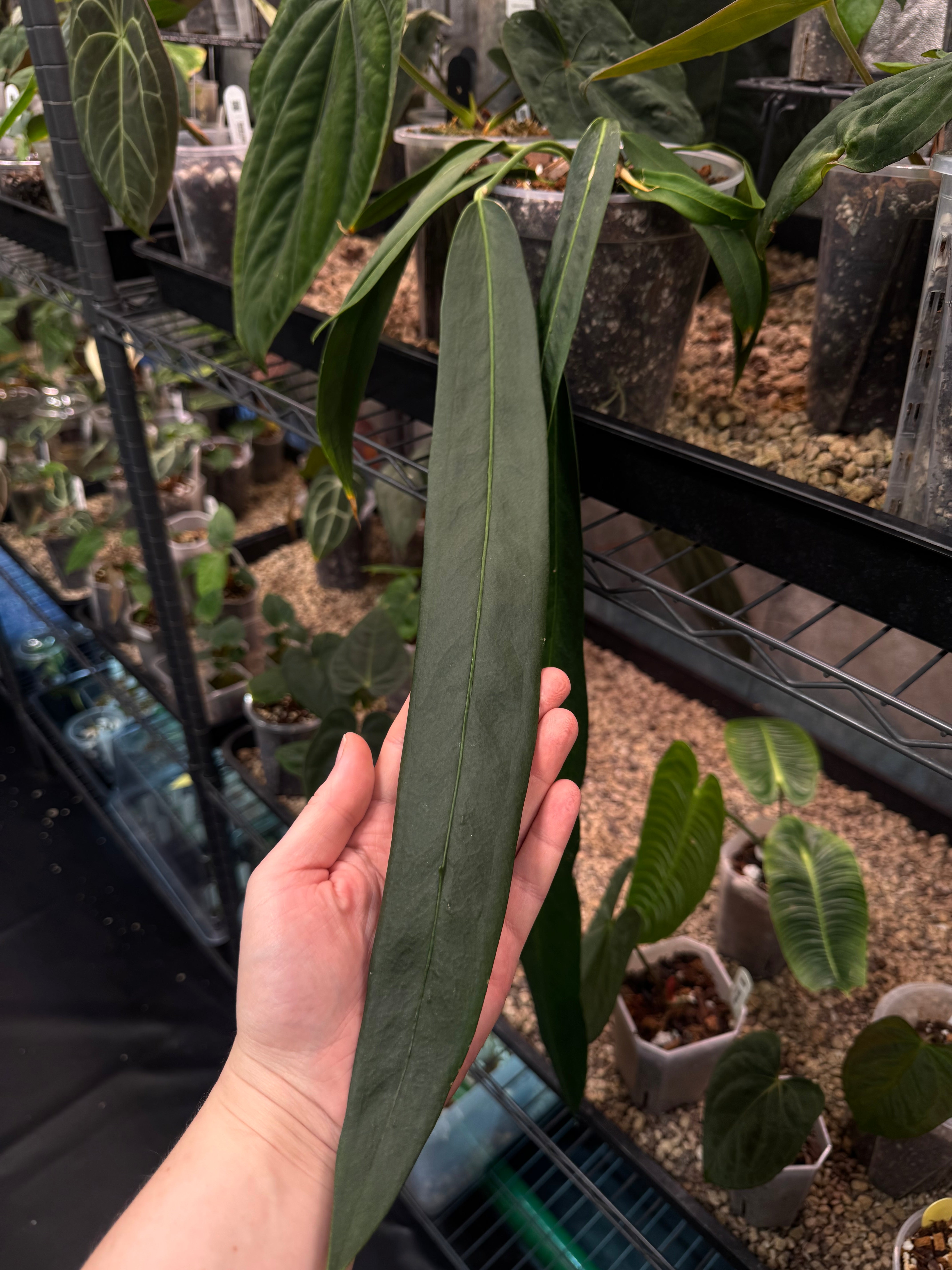 Anthurium Wendlingeri