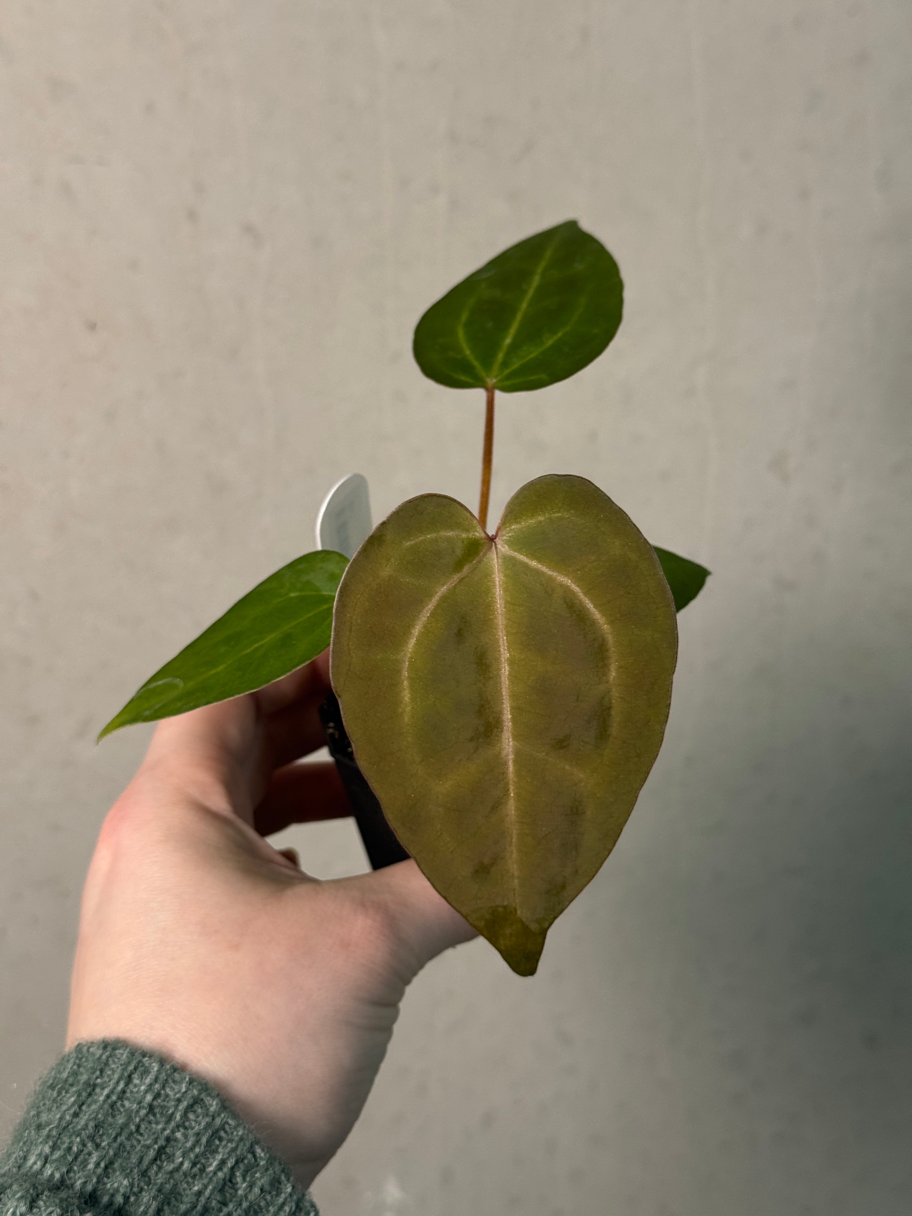 Anthurium Singapore Trilobe x Carlablackiae ‘JPG.1’ - SMUKHI