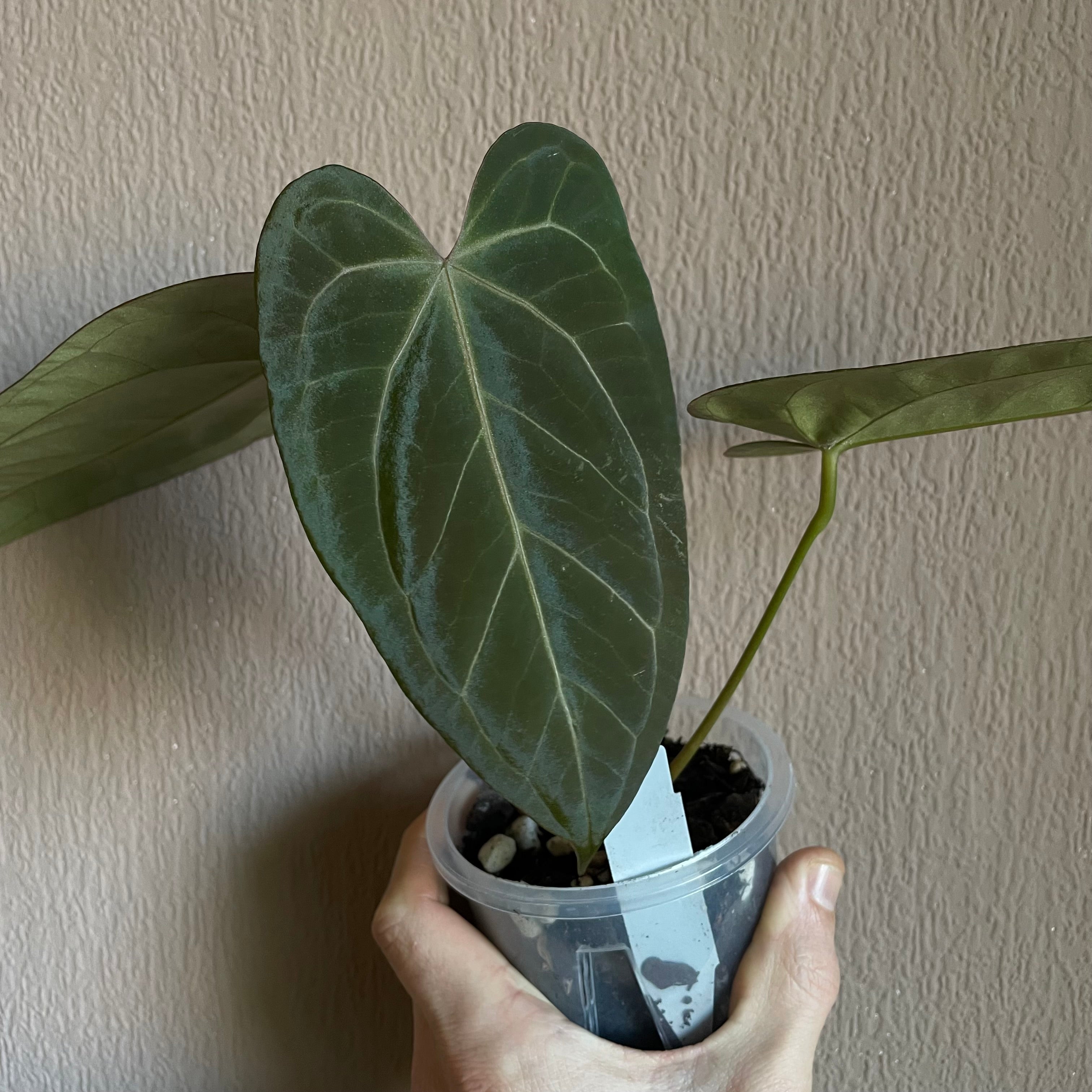 Anthurium - Various plants